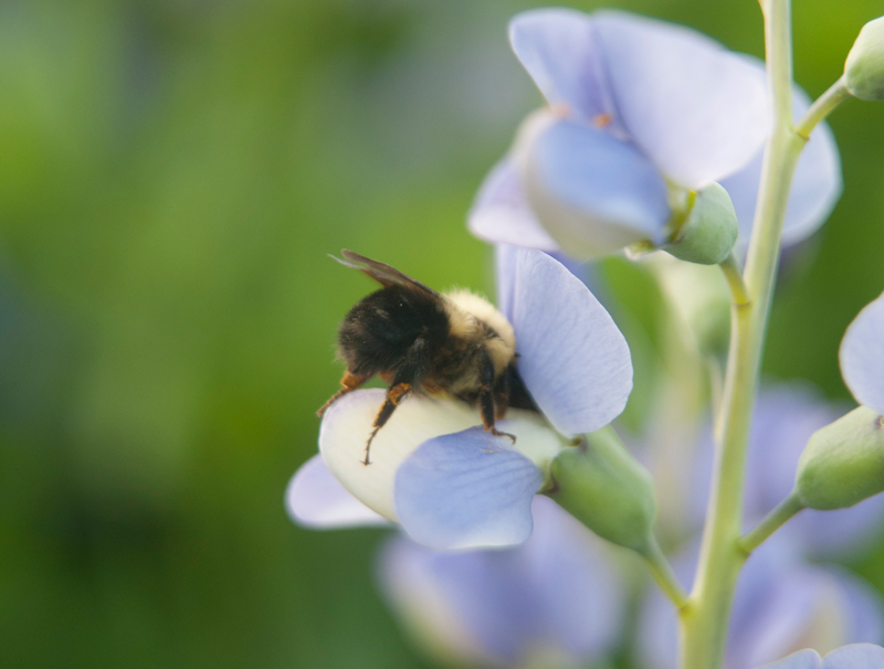 bumble bee on baptisia