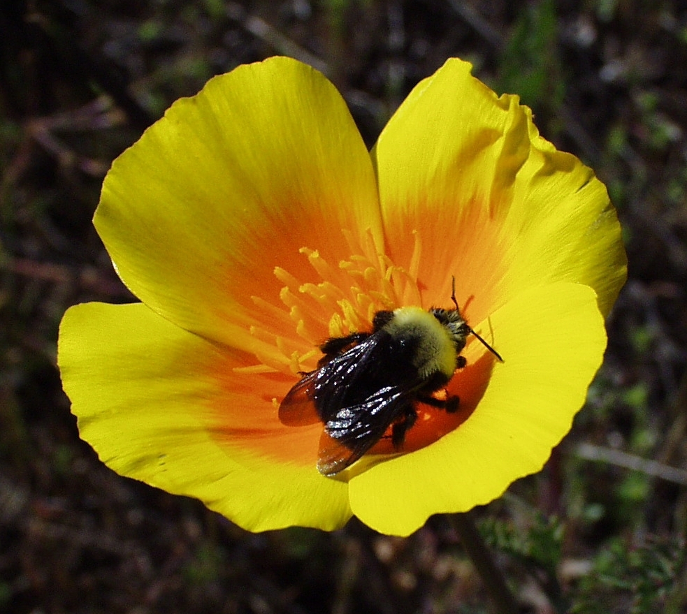 A bumble bee is active in the open bloom of a single yellow-and-orange flower.