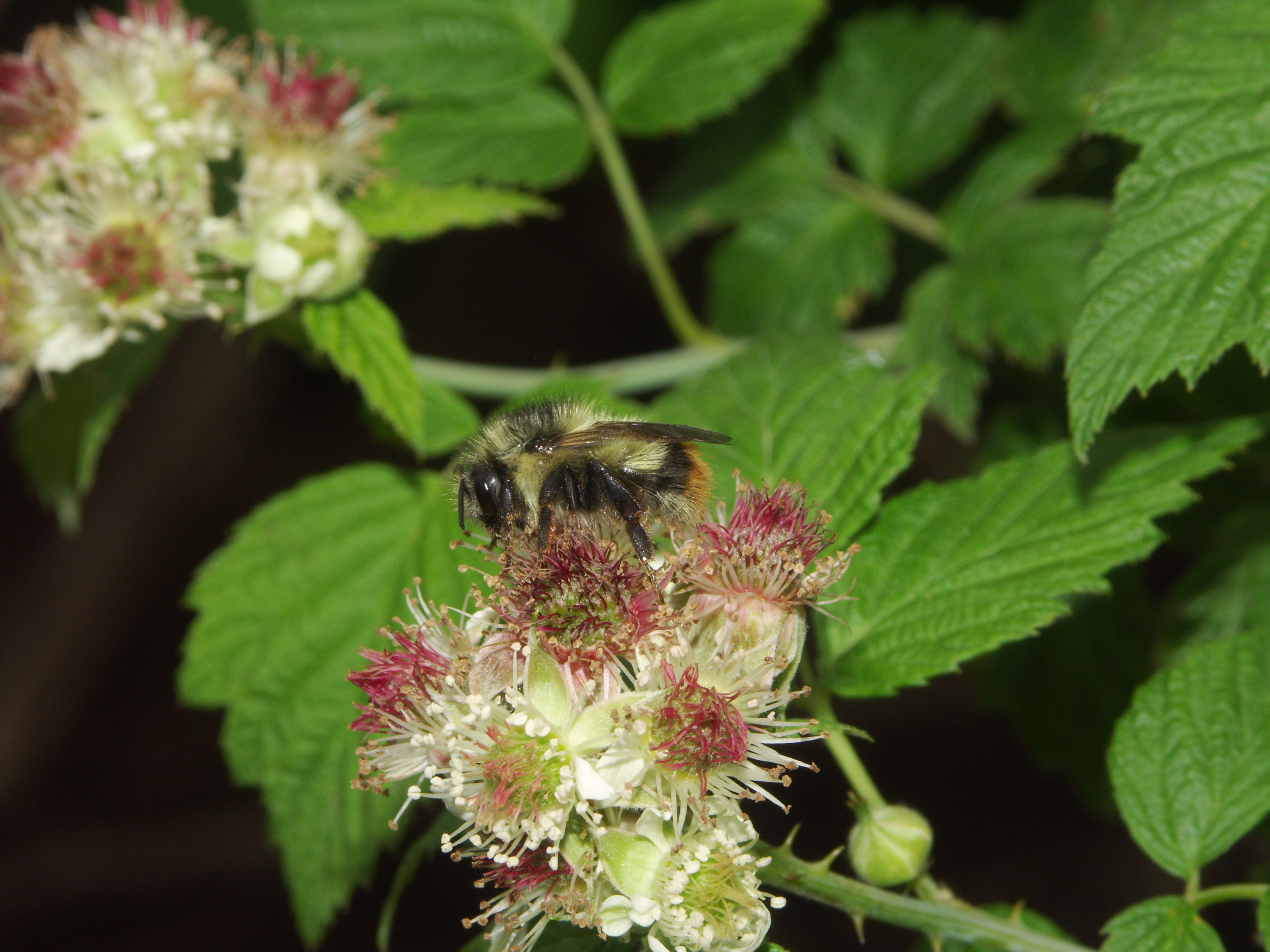 The aptly-named fuzzy horned bumble bee, with its long, fluffy hair, alights on a white raspberry flower in this close-up image.