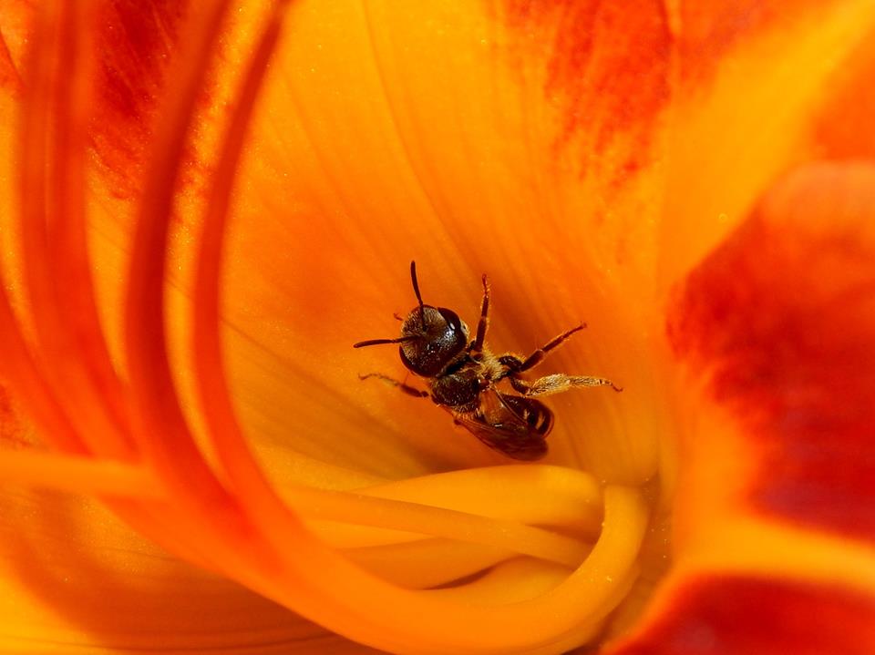 A bee is deep inside a bright orange-and-red flower