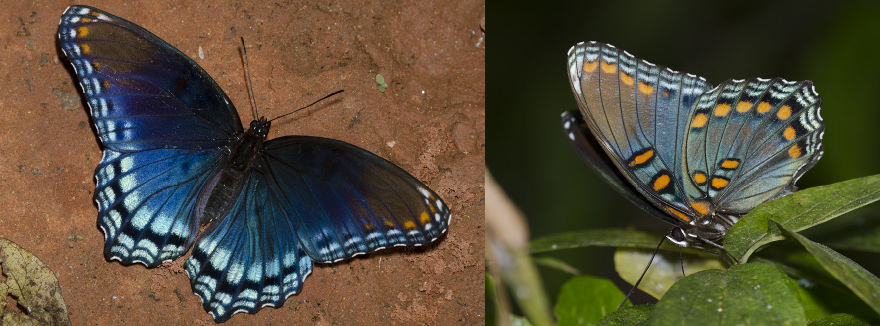 red spotted purple butterfly