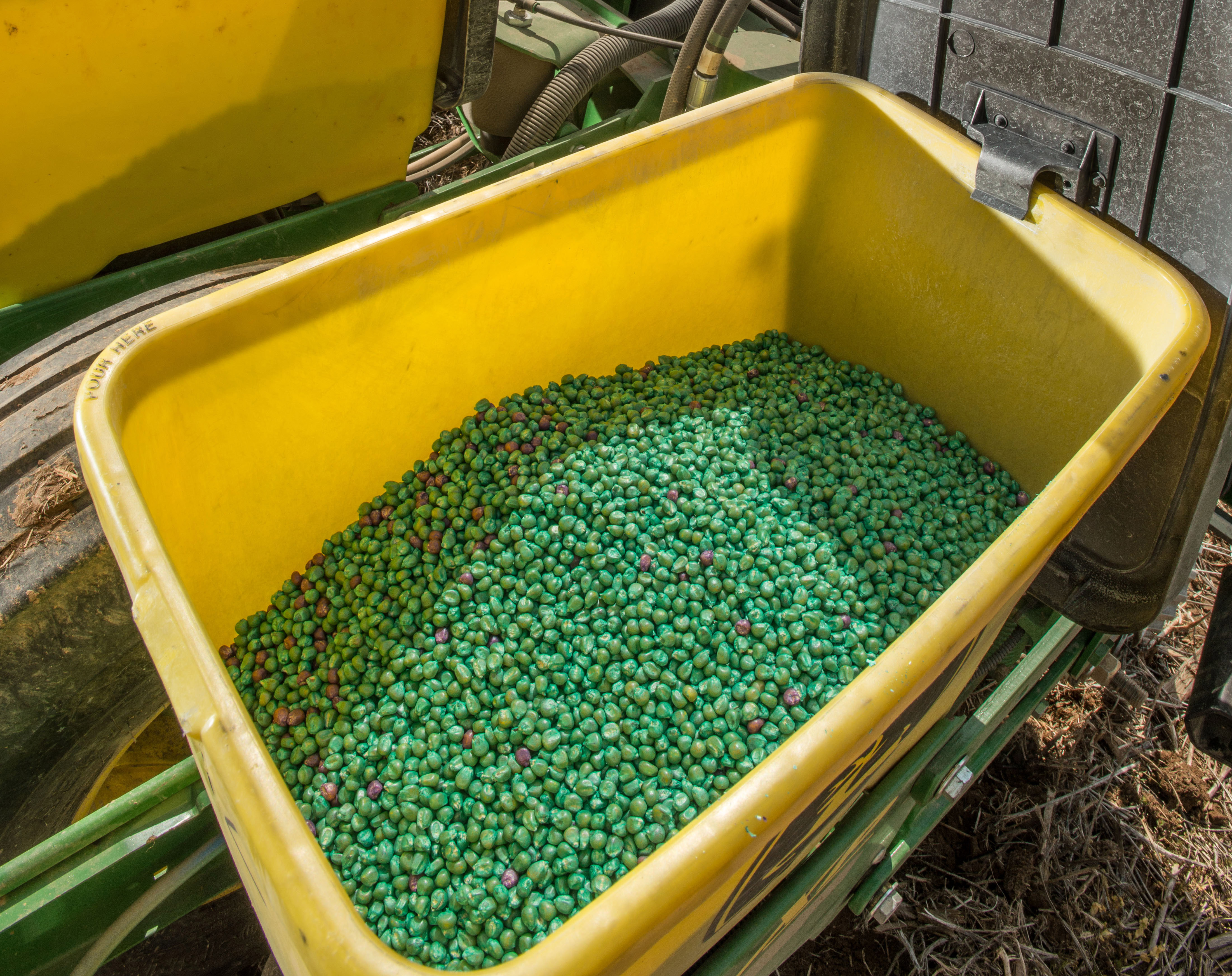 "Corn seed treated with insecticides in a planter hopper. Seed coatings are colored; here, they make the seed bright green and pink."