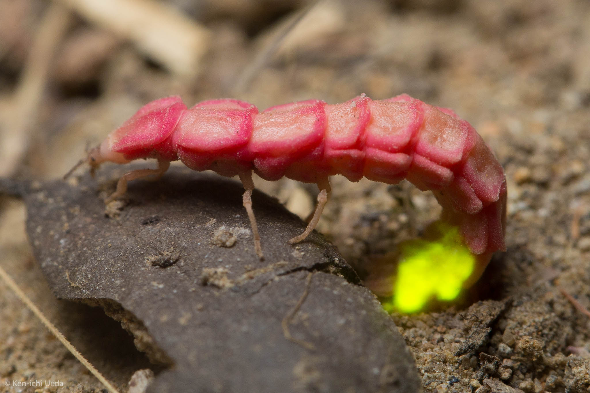 The California pink glow-worm really is pink