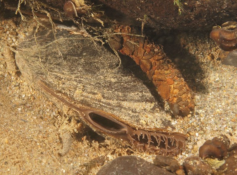 The western ridged mussel (Gonidea angulata) is the most imperiled of our western freshwater mussels. It is the only living member of the genus Gonidea, making it unique among our North American species. (Photo: Roger Tabor, USFWS.)
