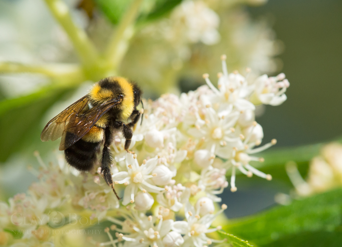 A bumble bee sits atop a conical spire of small white flowers.