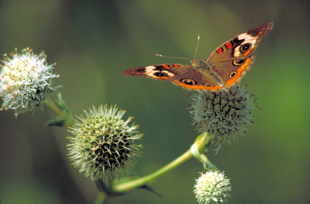 common buckeye