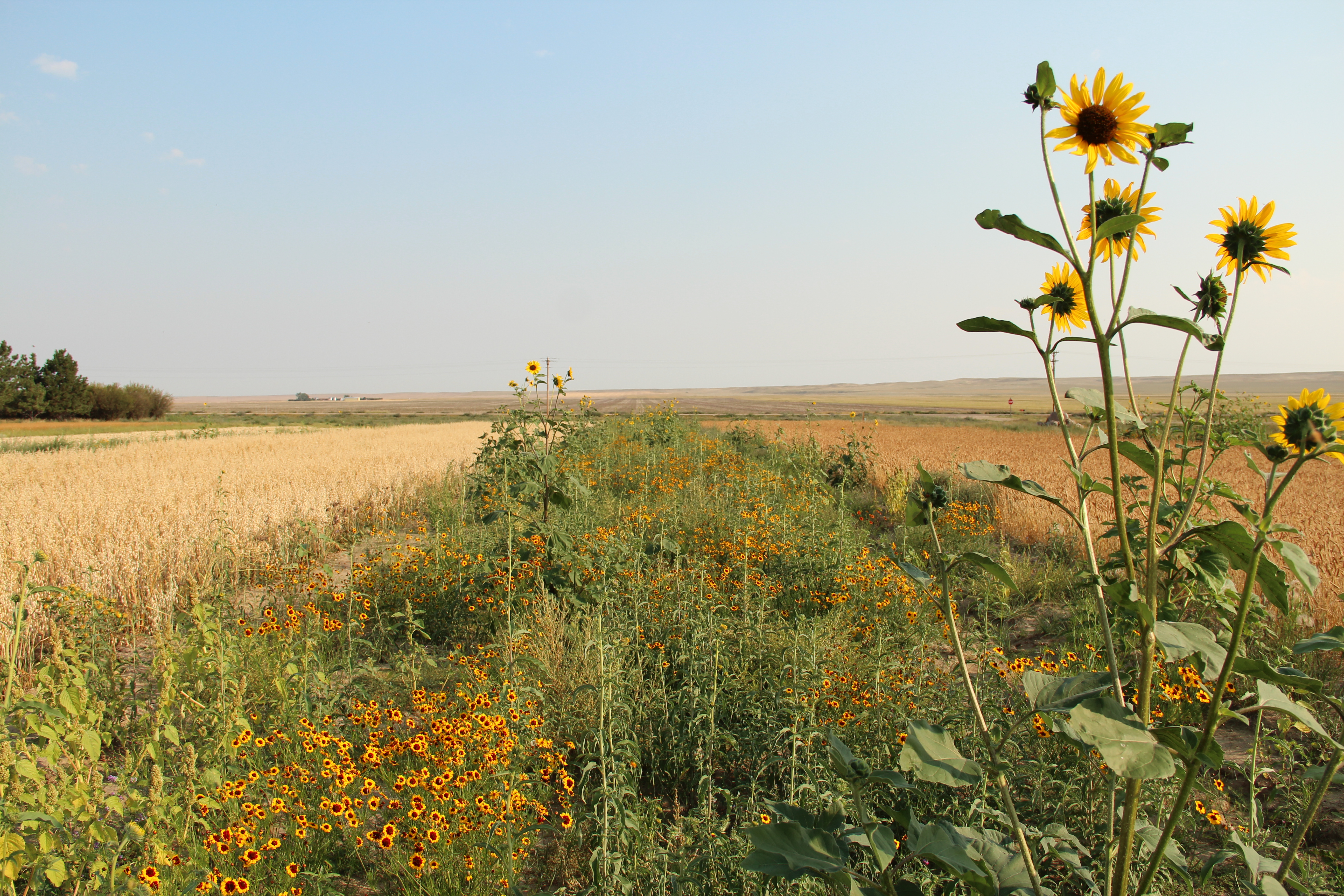 A strip of sunflowers along a field.