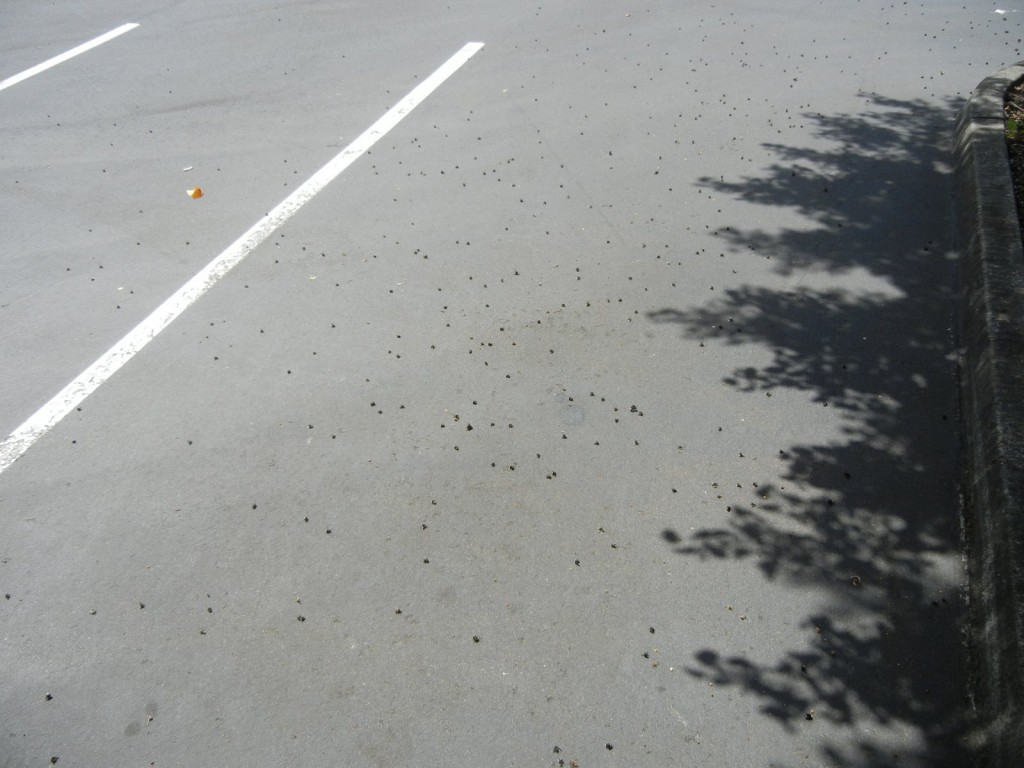 Dead bees in the thousands cover a single parking space.