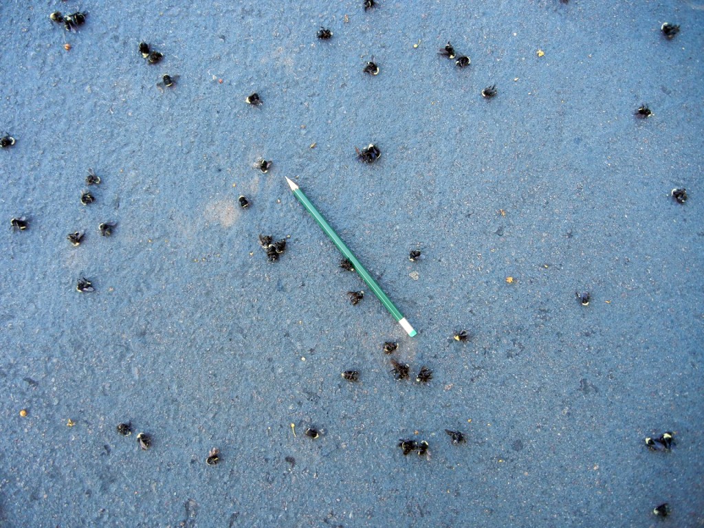 Closeup: Dead bees lay on asphalt.