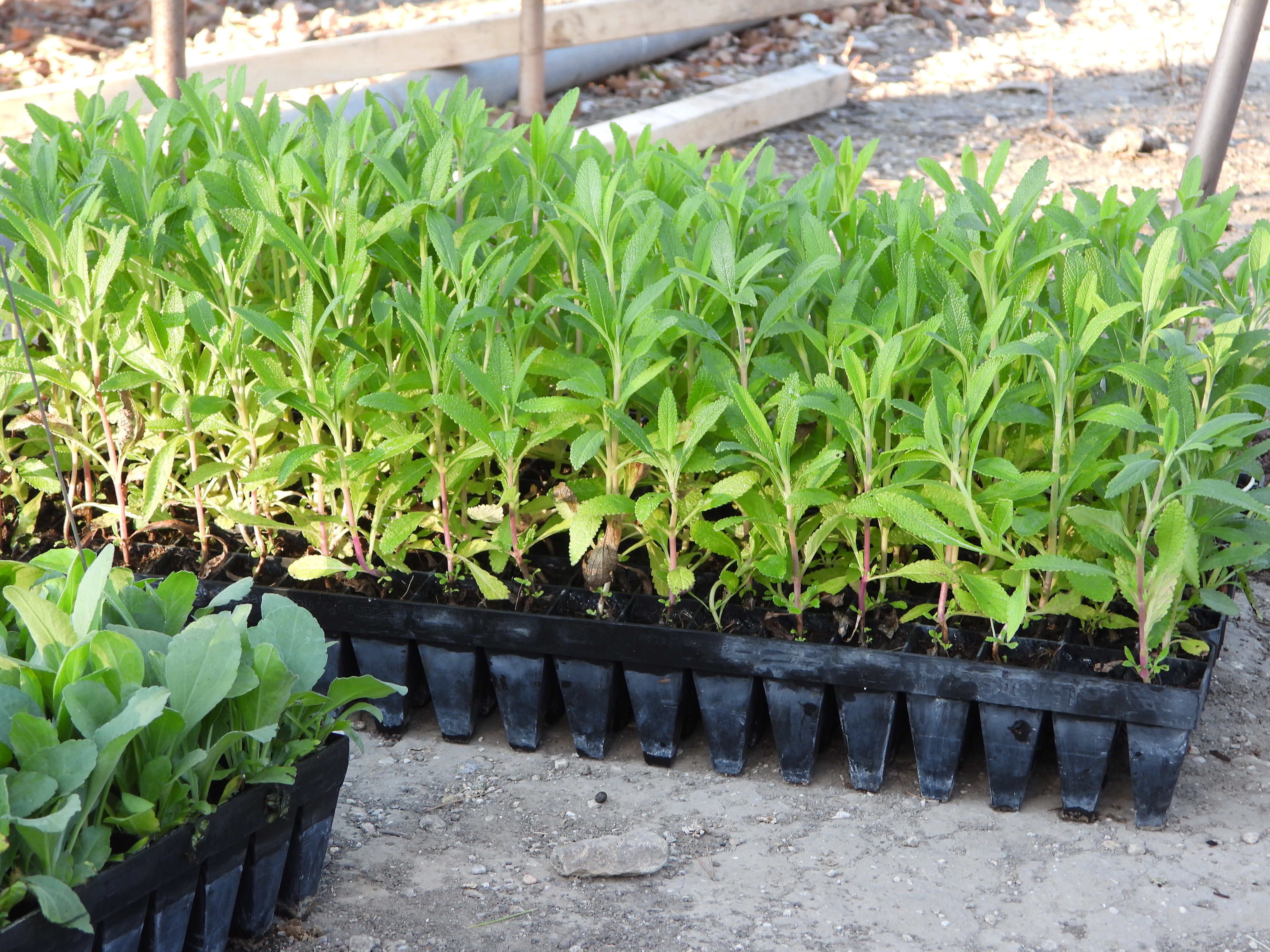Many small, green plants of the same height and general shape are clustered together in trays.