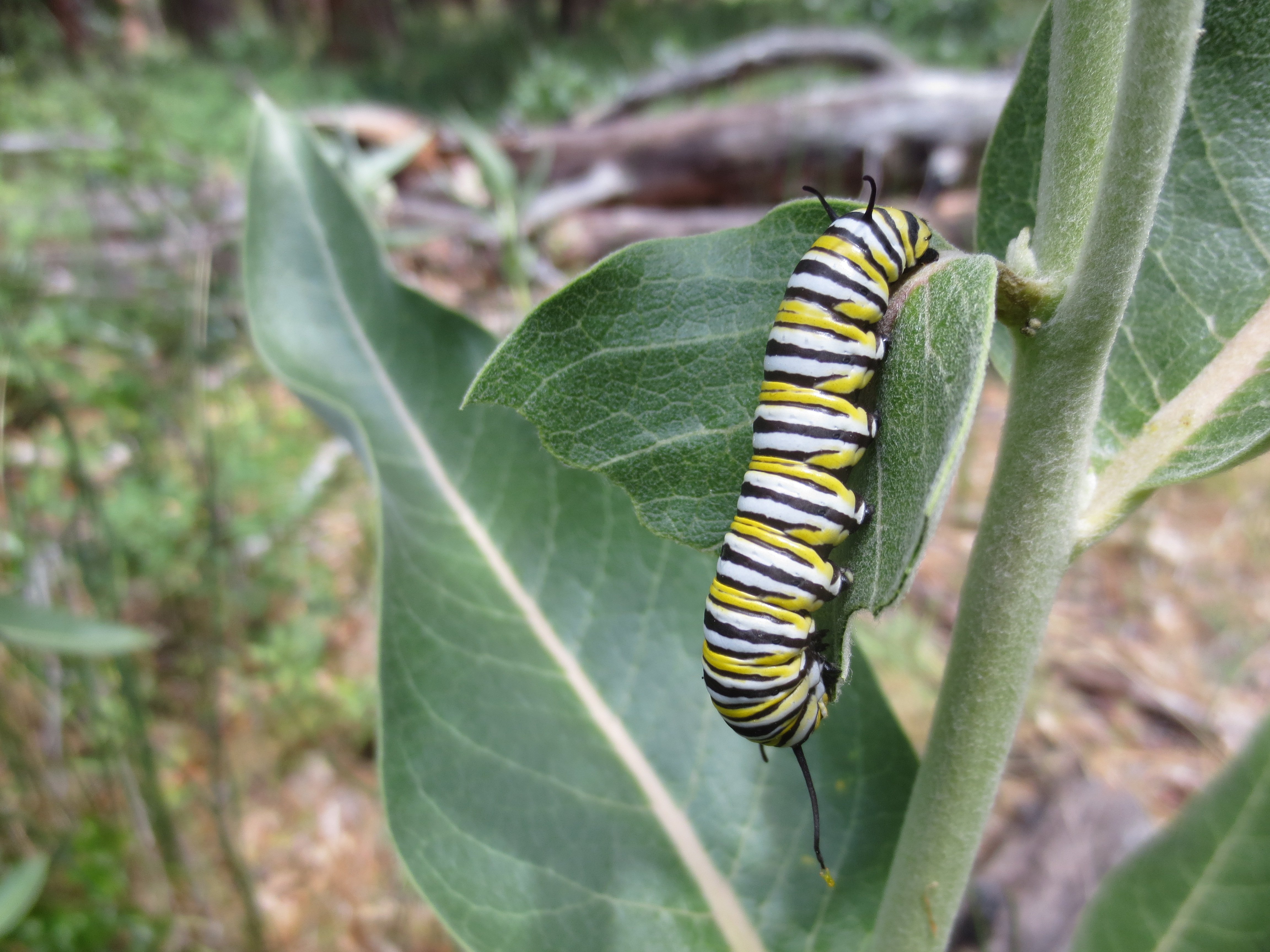 Monarch caterpillar on leaves of showy milkweed.