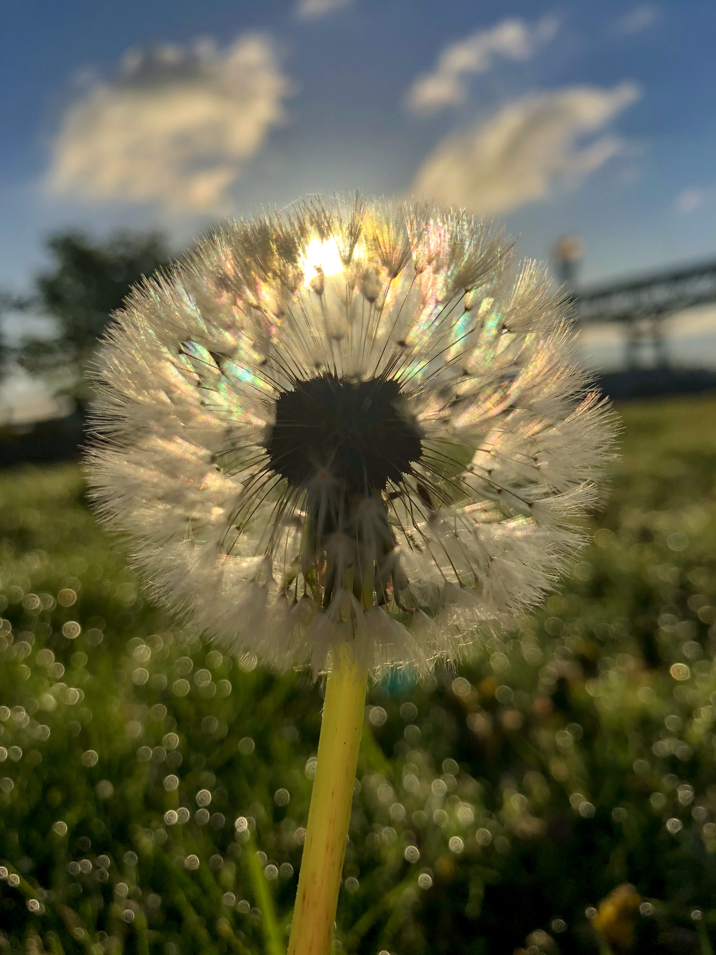 An up-close image of a dandelion in a field with the sunlight illuminating the dandelion fibers.