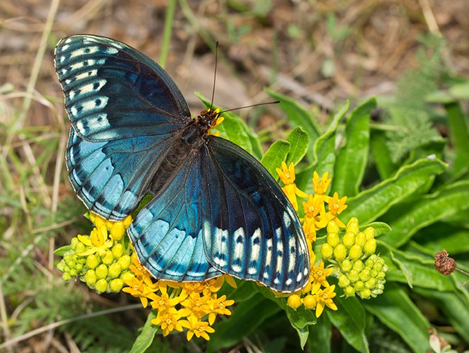 A butterfly in varying shades of blue lands on small yellow flowers.