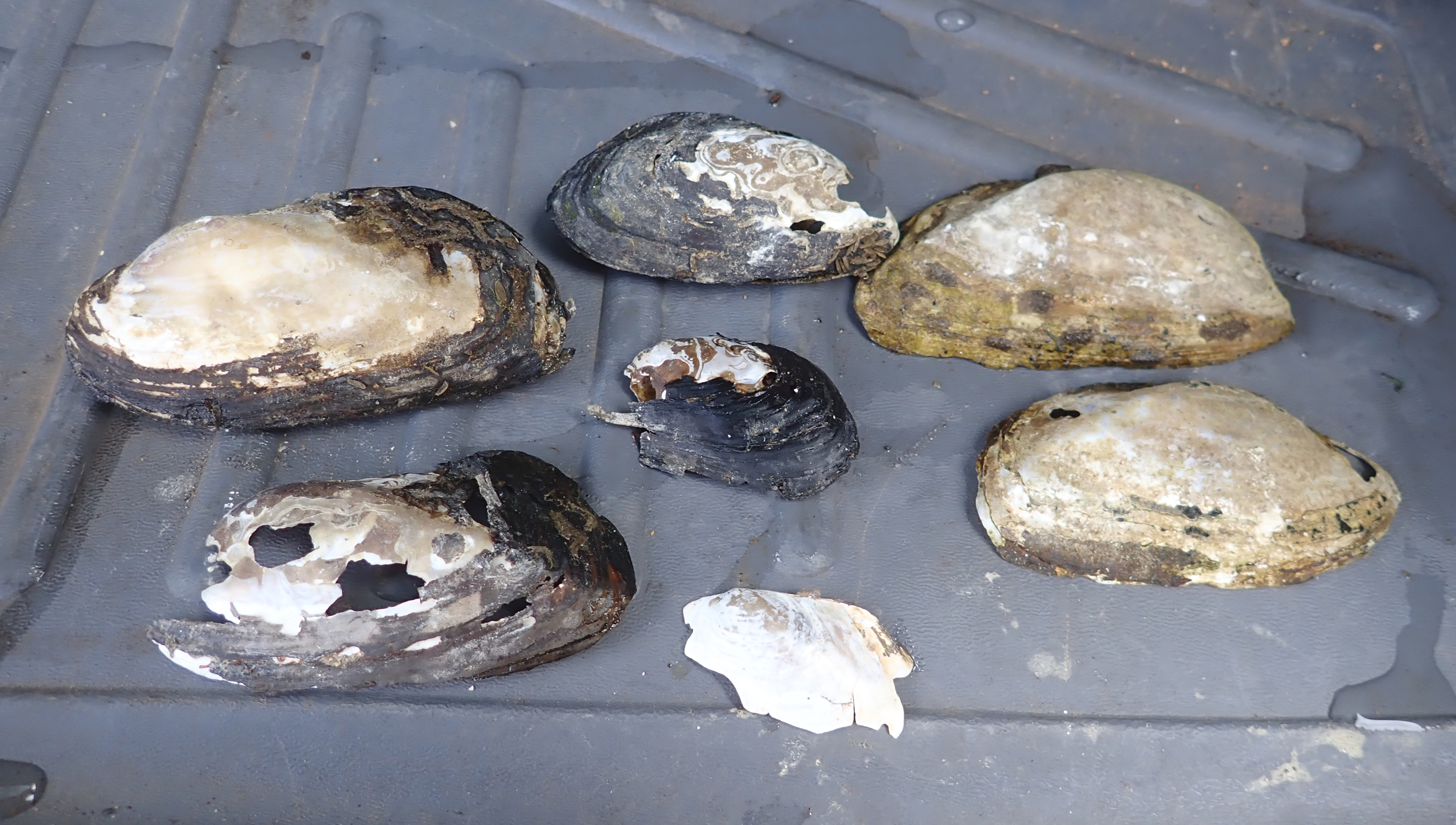 Laid out in the bed of a pickup truck, the brown-and-white weathered shells and shell fragments are the only signs that western ridged mussels where once abundant in this river.