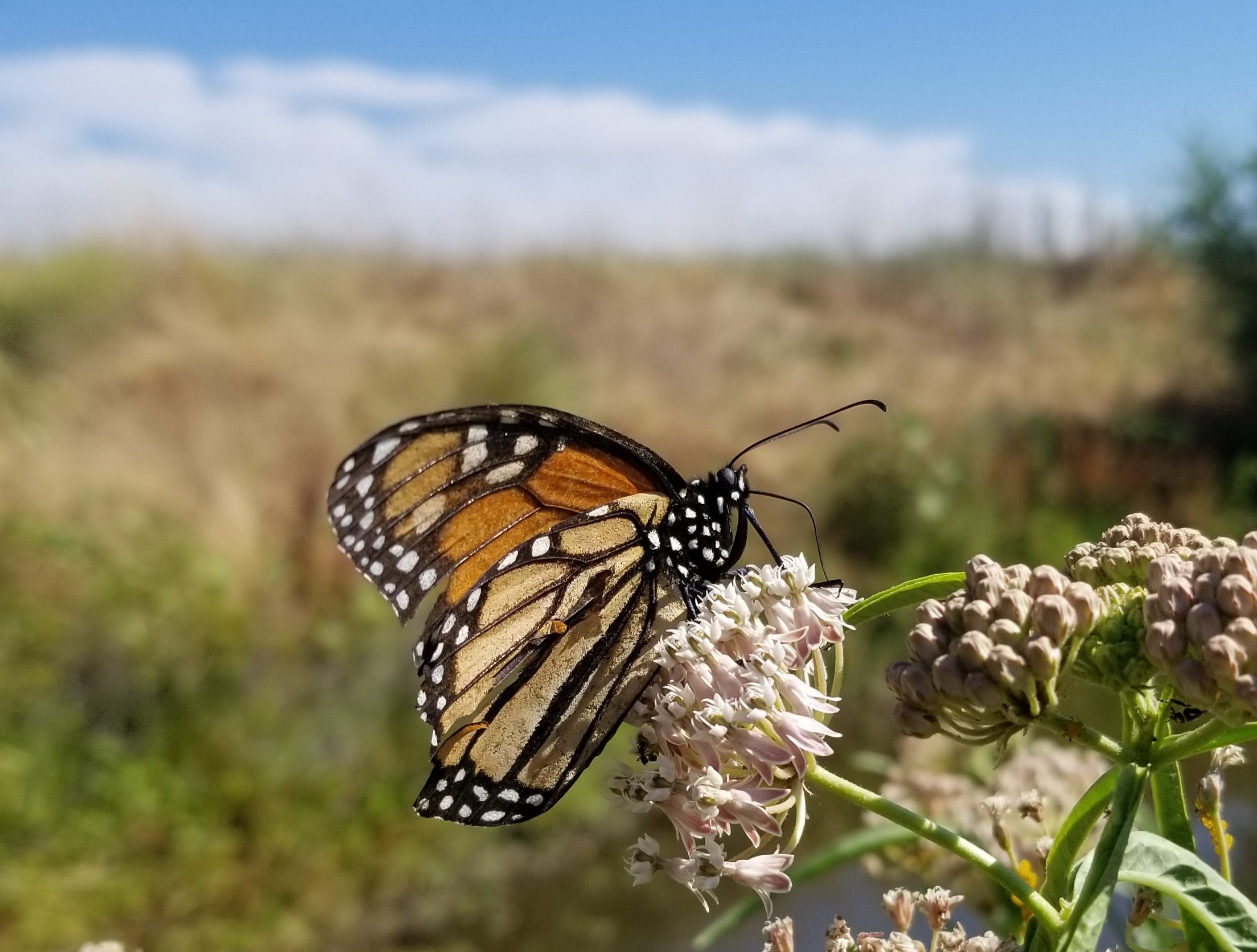 An orange and black monarch butterfly with tattered wings rests on a pink milkweed bloom