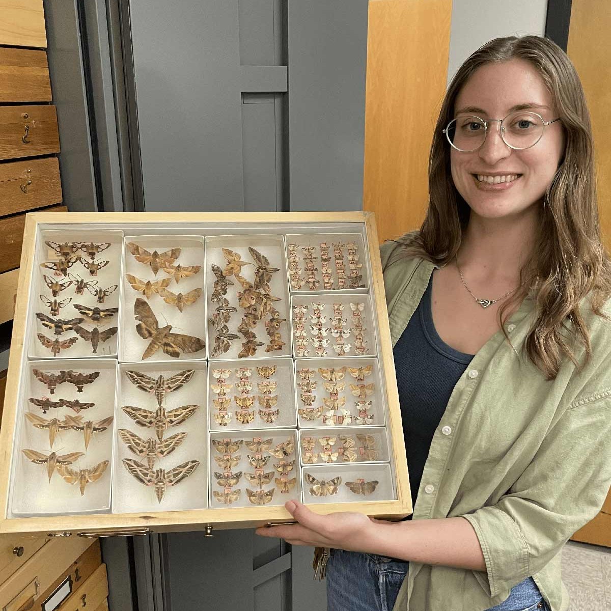 A smiling person stands in a museum collection room holding a display drawer filled with preserved moth specimens arranged in compartments