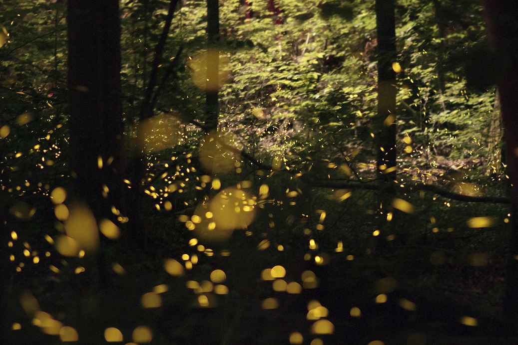 Thousands of flashes light up the forest in this display of fireflies that have synchronized their flashing. 