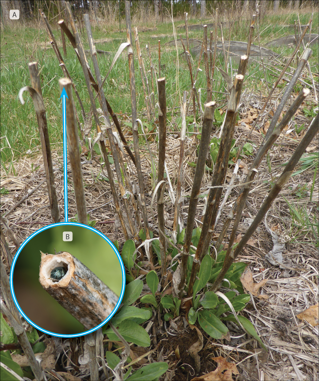 This diagram shows a photo of a bush that has been pruned, with cleanly-cut stems, and a closeup image of a small bee peering out from the hollow stem's opening.