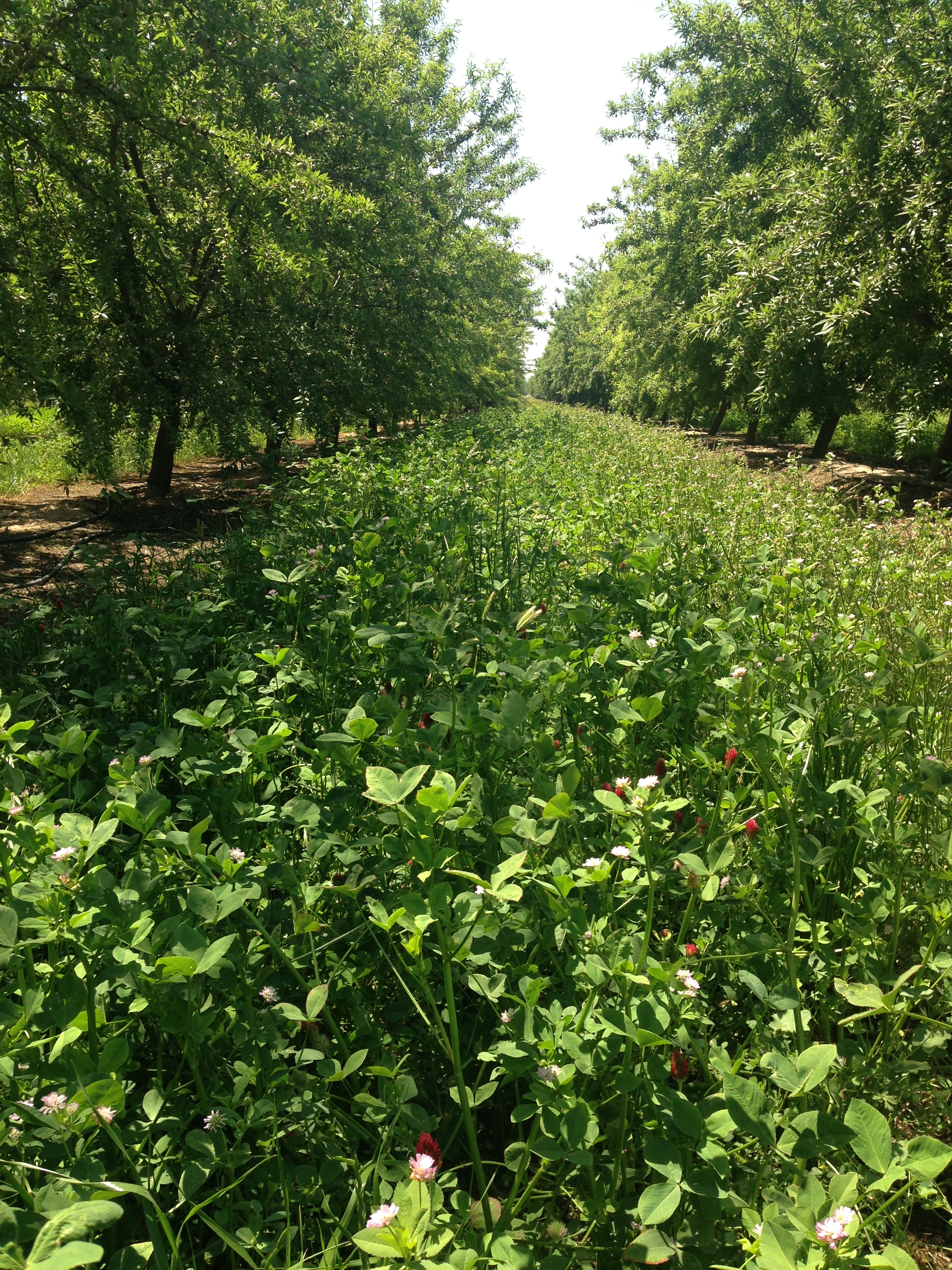 A lush scene is shown, in which a verdant orchard is viewed from below, showcasing its equally verdant clover cover crop, with red blossoms peppered throughout.