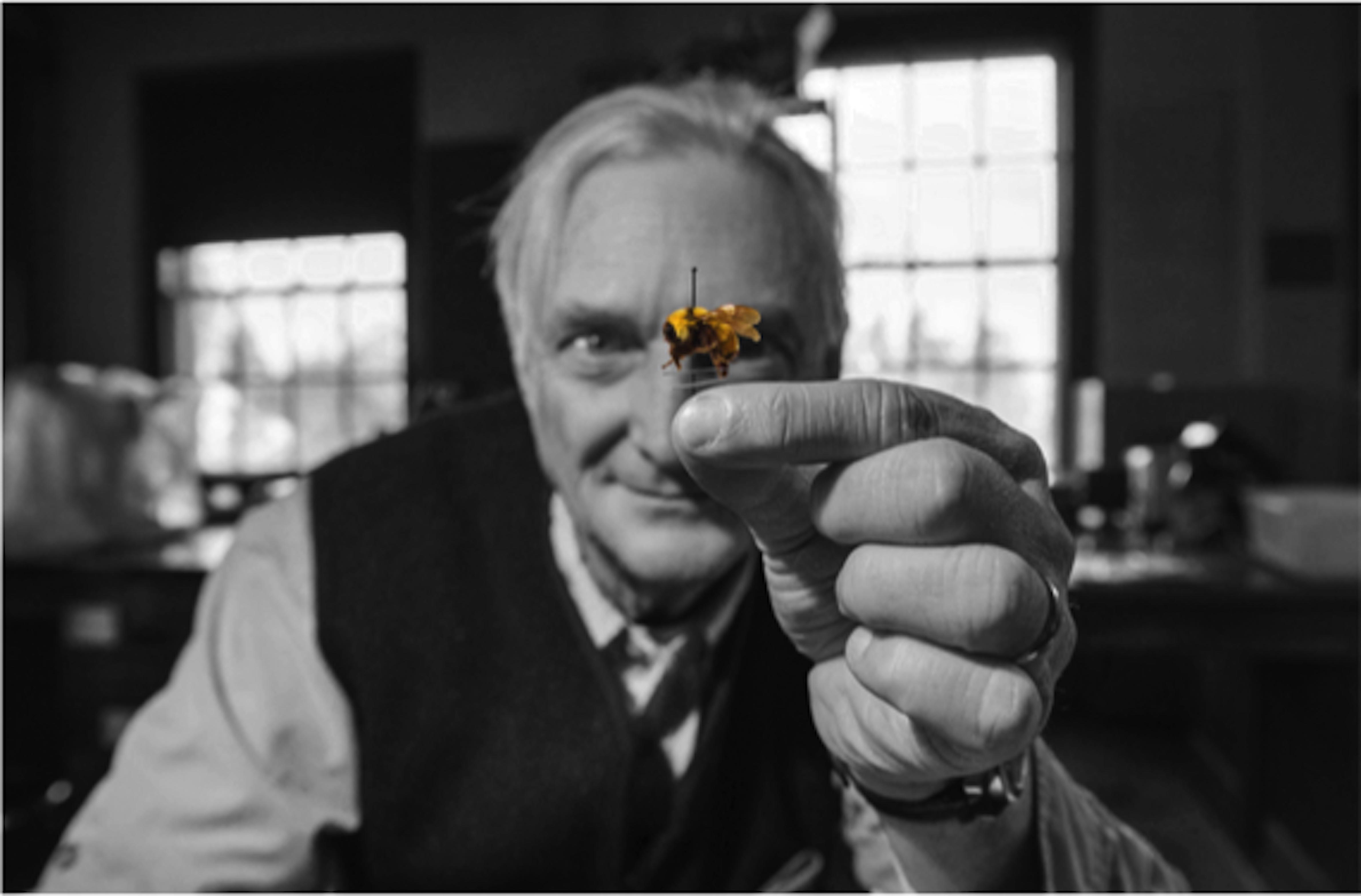 An artistic shot that is in black and white except for the bee, shows a man holding a small bee specimen, which is on a pin.