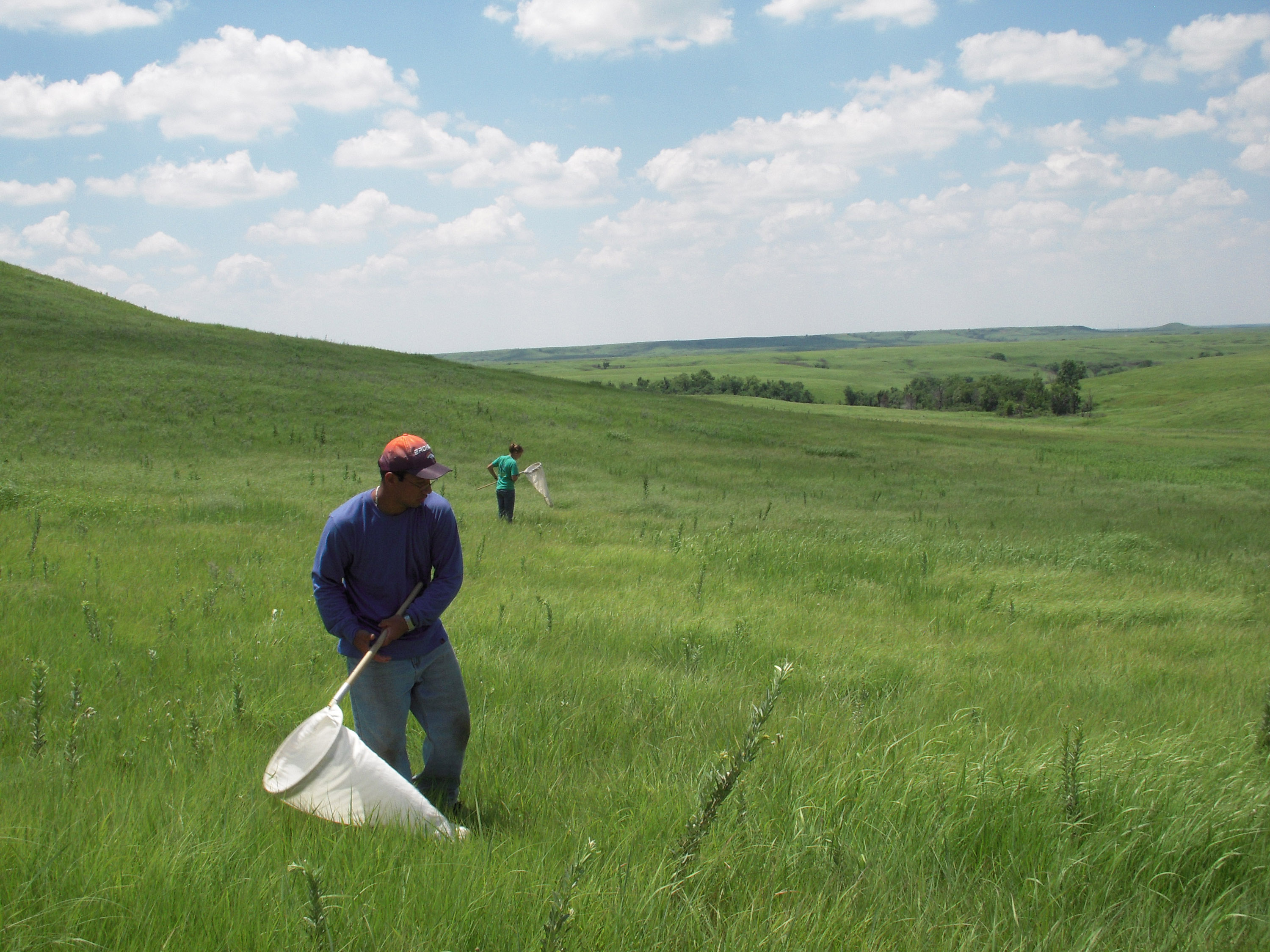 Two people with white insect nets survey rangeland for grasshoppers
