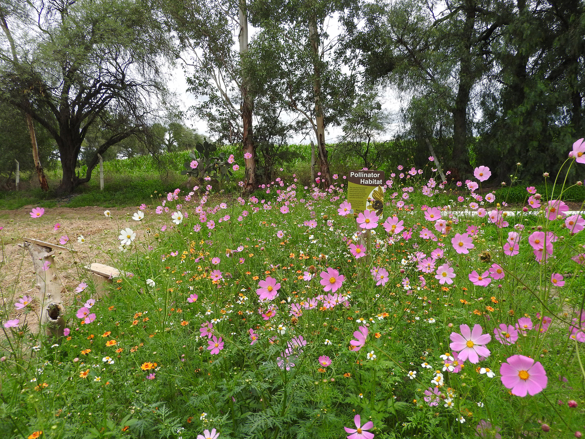 Now in full bloom, the pollinator habitat is covered in pink, white, and yellow flowers.