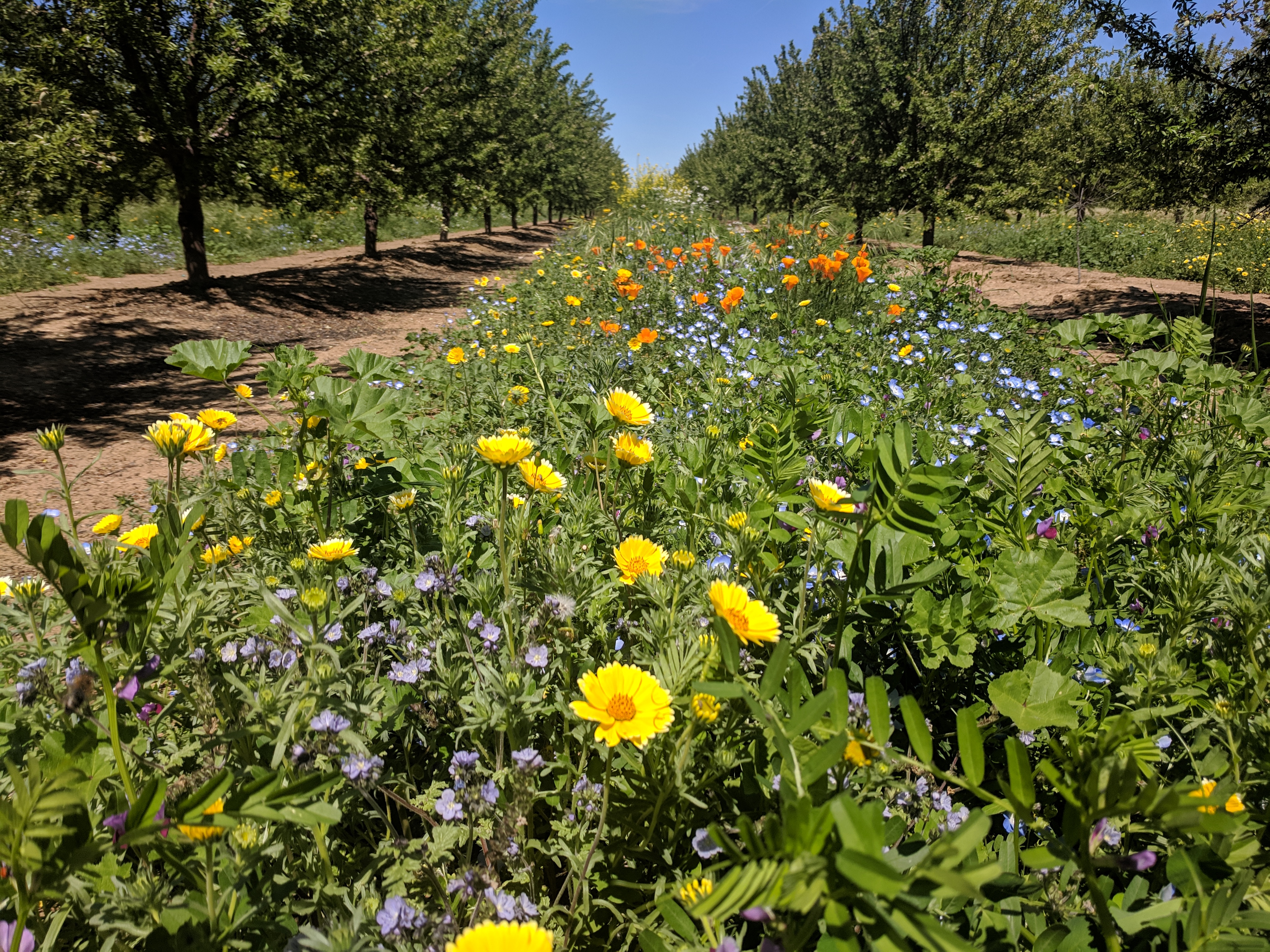 Colorful blossoms adorn short, leafy plants growing closely together in a tidy line between rows of trees in an orchard.