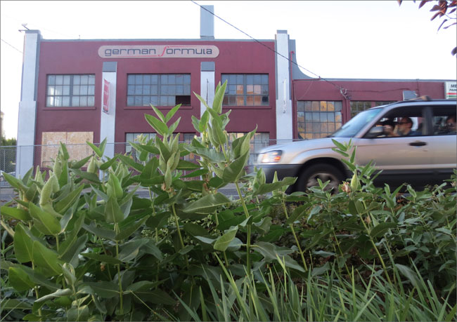 milkweed in an urban setting