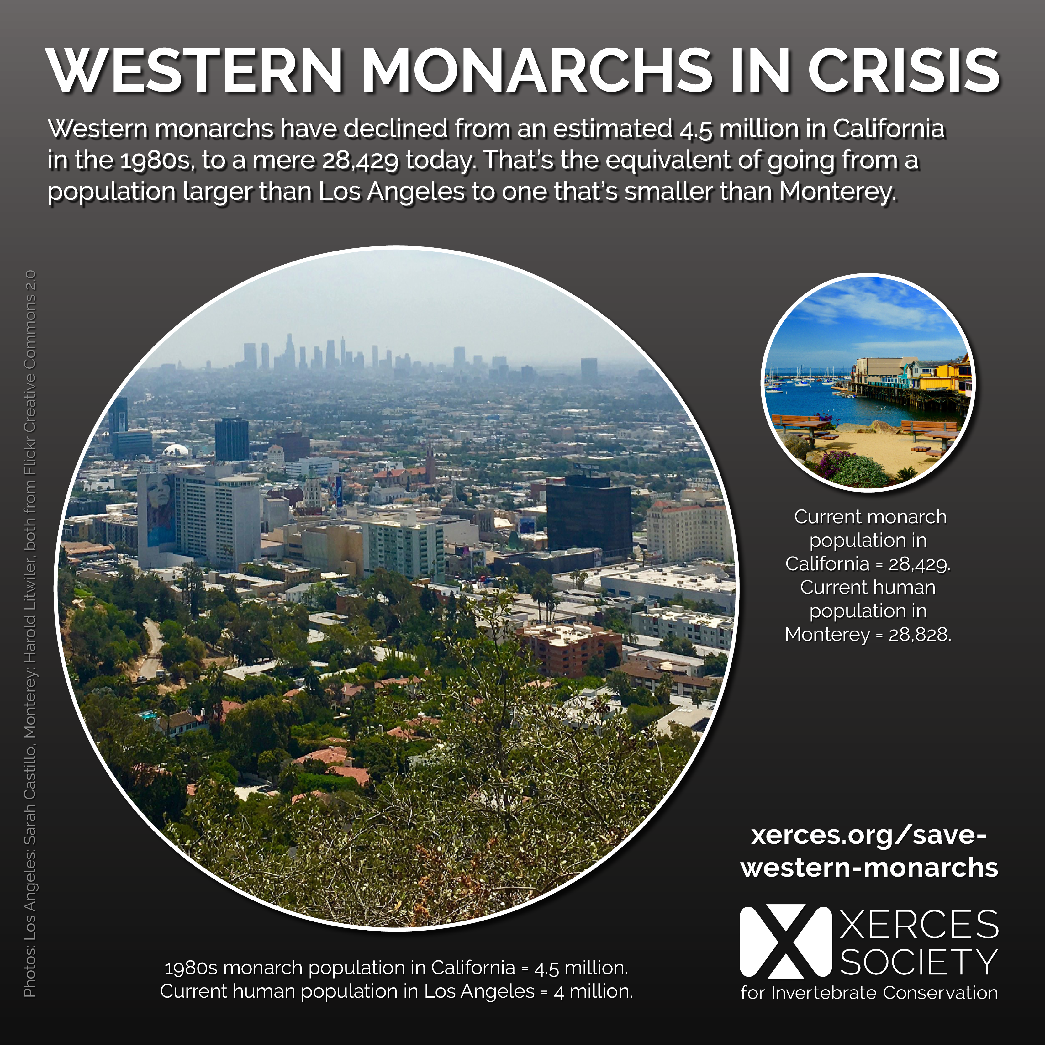 This infographic demonstrates the difference in scale between the 1980s western monarch overwintering population (roughly the size of today's human population of Los Angeles), and today's western monarch overwintering population (about the size of the human population of Monterey).