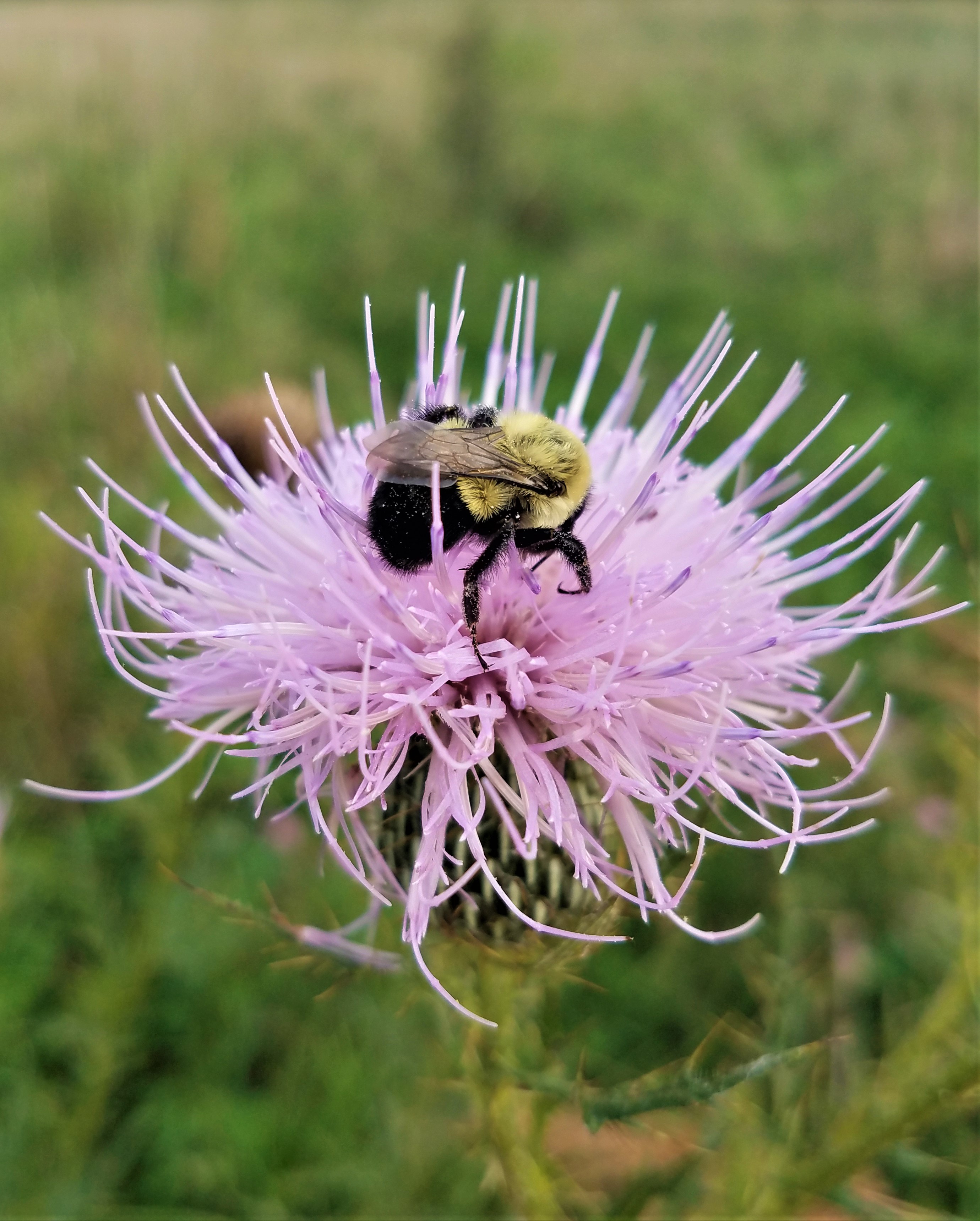 In the center of a large pink-colored thistle bloom is a black and yellow bumble bee.