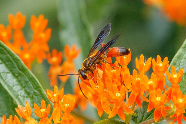 A wasp rests on small, brilliant orange flowers.