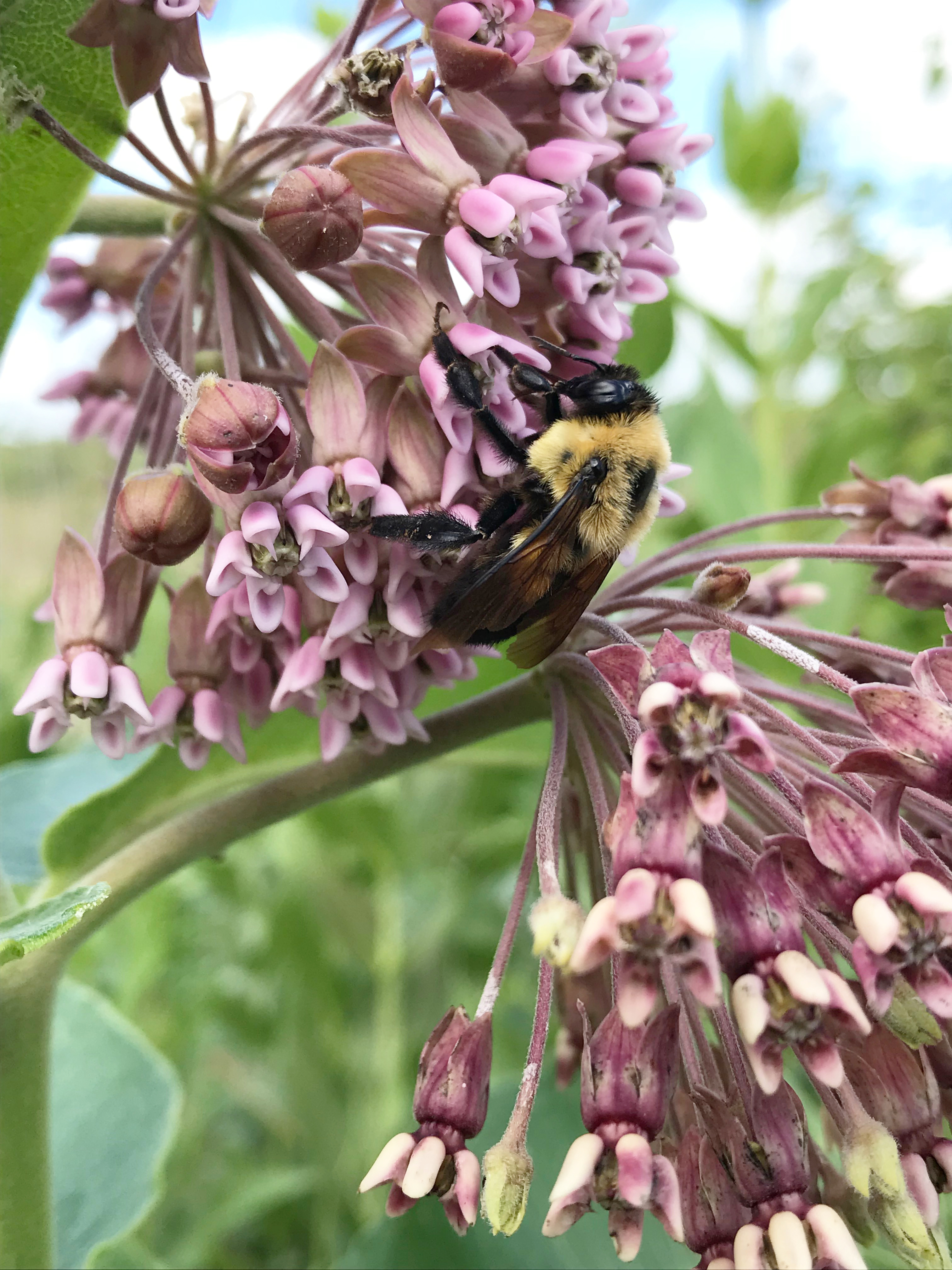 A bumble bee clings to purplish-pink milkweed blossoms in this close-up photo.