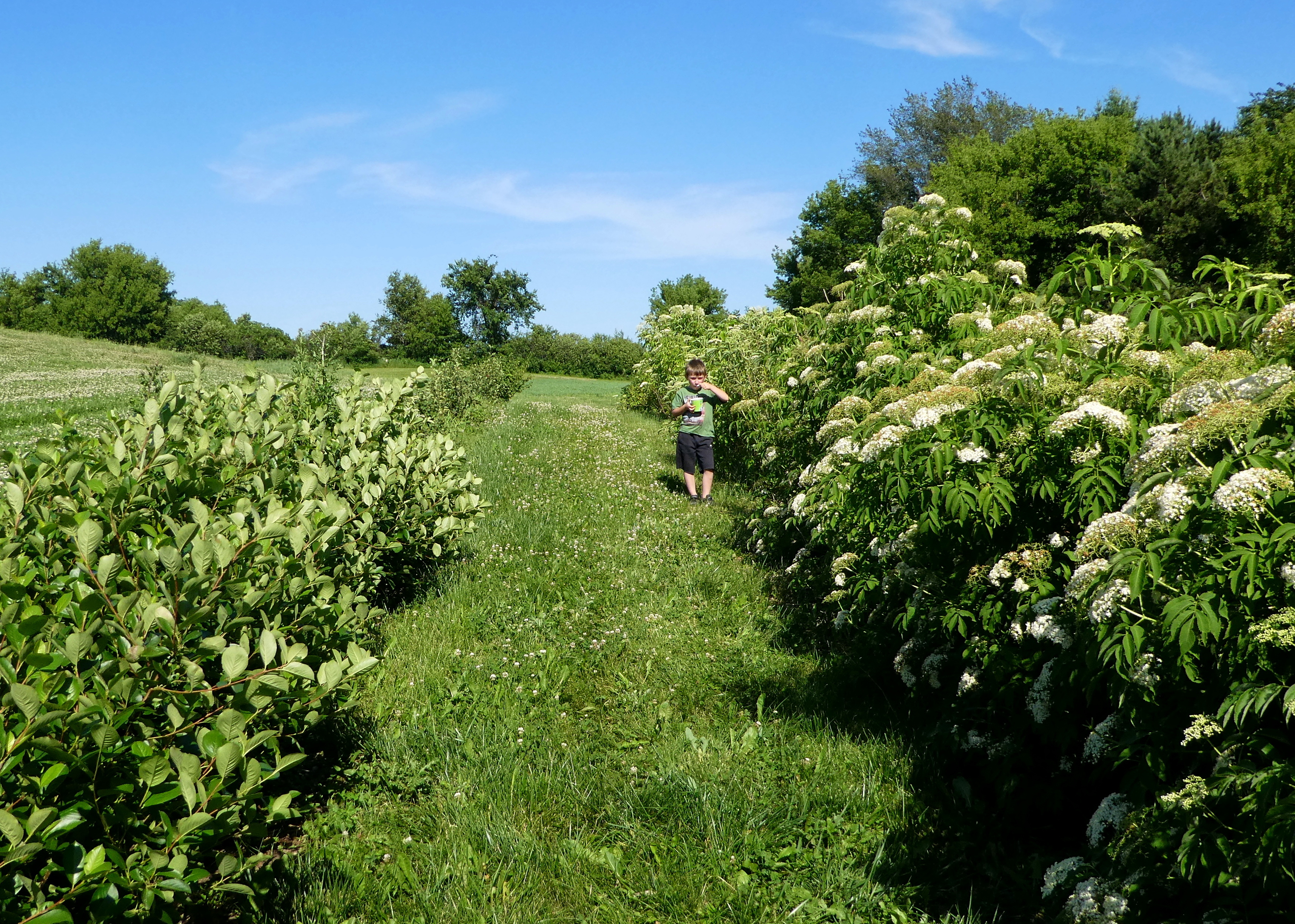 A kid stands in a verdant landscape with blue sky. He is putting something into his mouth as he stands near a hedgerow with fruit and flowers on it.