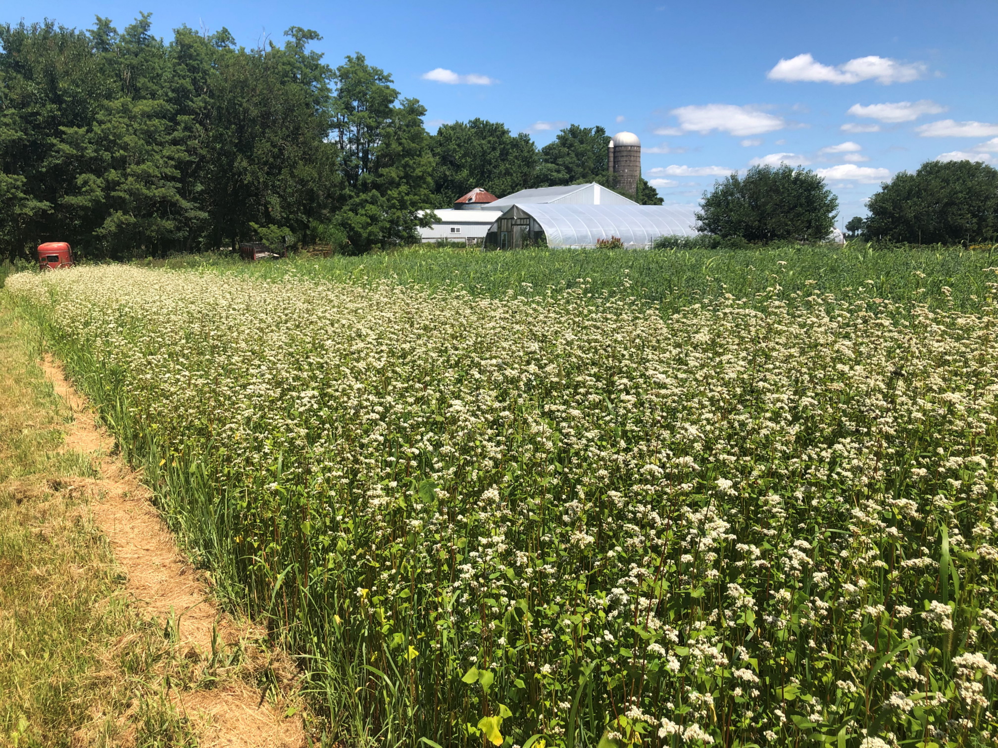 A strip of white-flowering buckwheat provides temporary cover to the native plants planted along the edge of a farm field.