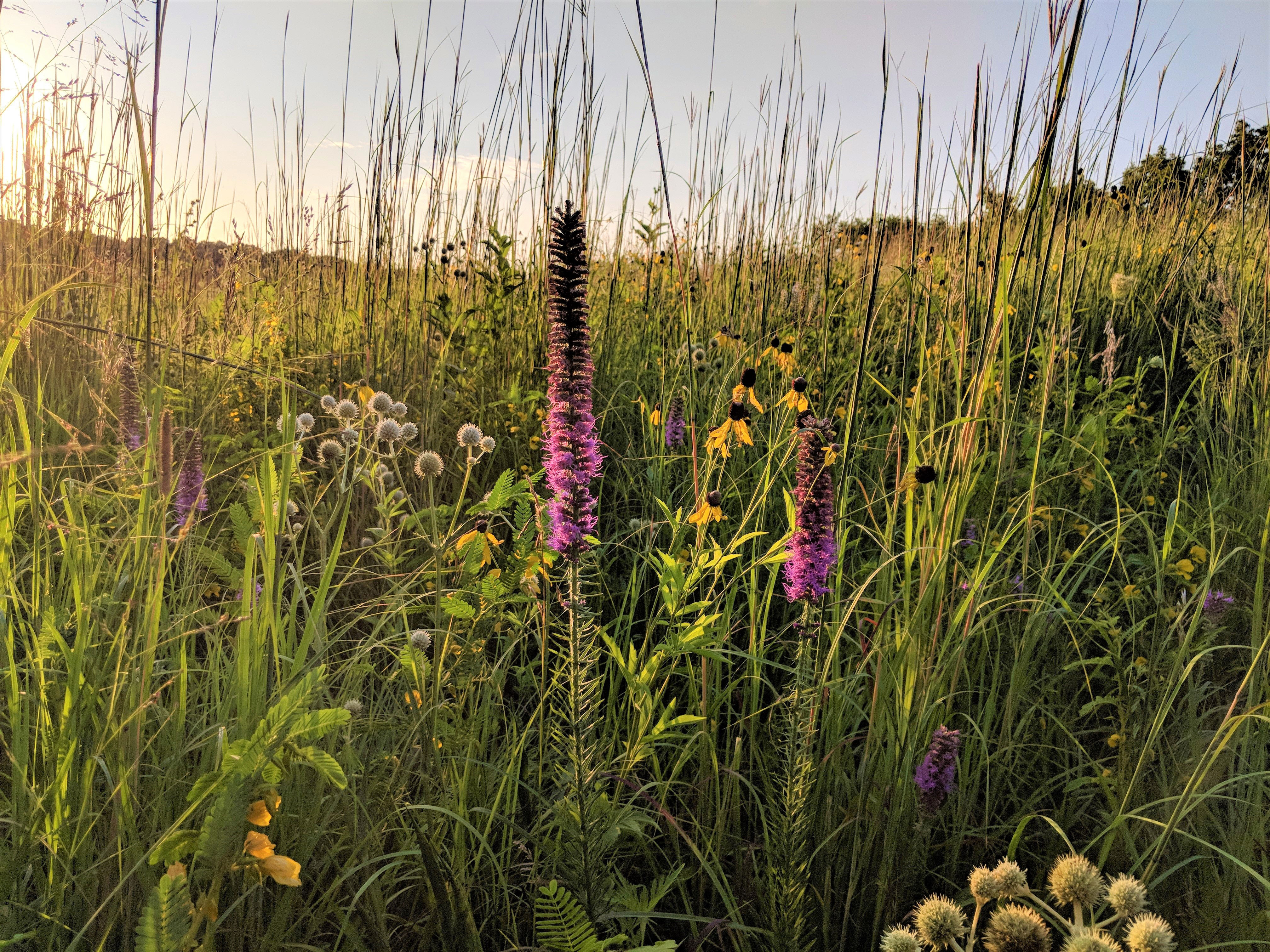 A beautifully backlit scene, in which the stems and blooms of the plants appear to glow in golden evening light, showcases a diversity of flowering plant species in a prairie landscape.