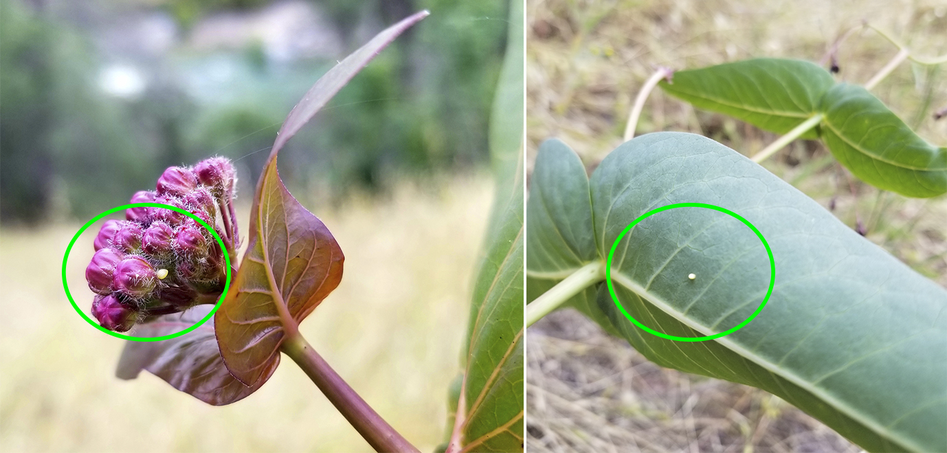 Two photos show a small, lime-green sphere on the underside of a maroon leaf. The egg is circled to make it easier to notice, because it is quite small!