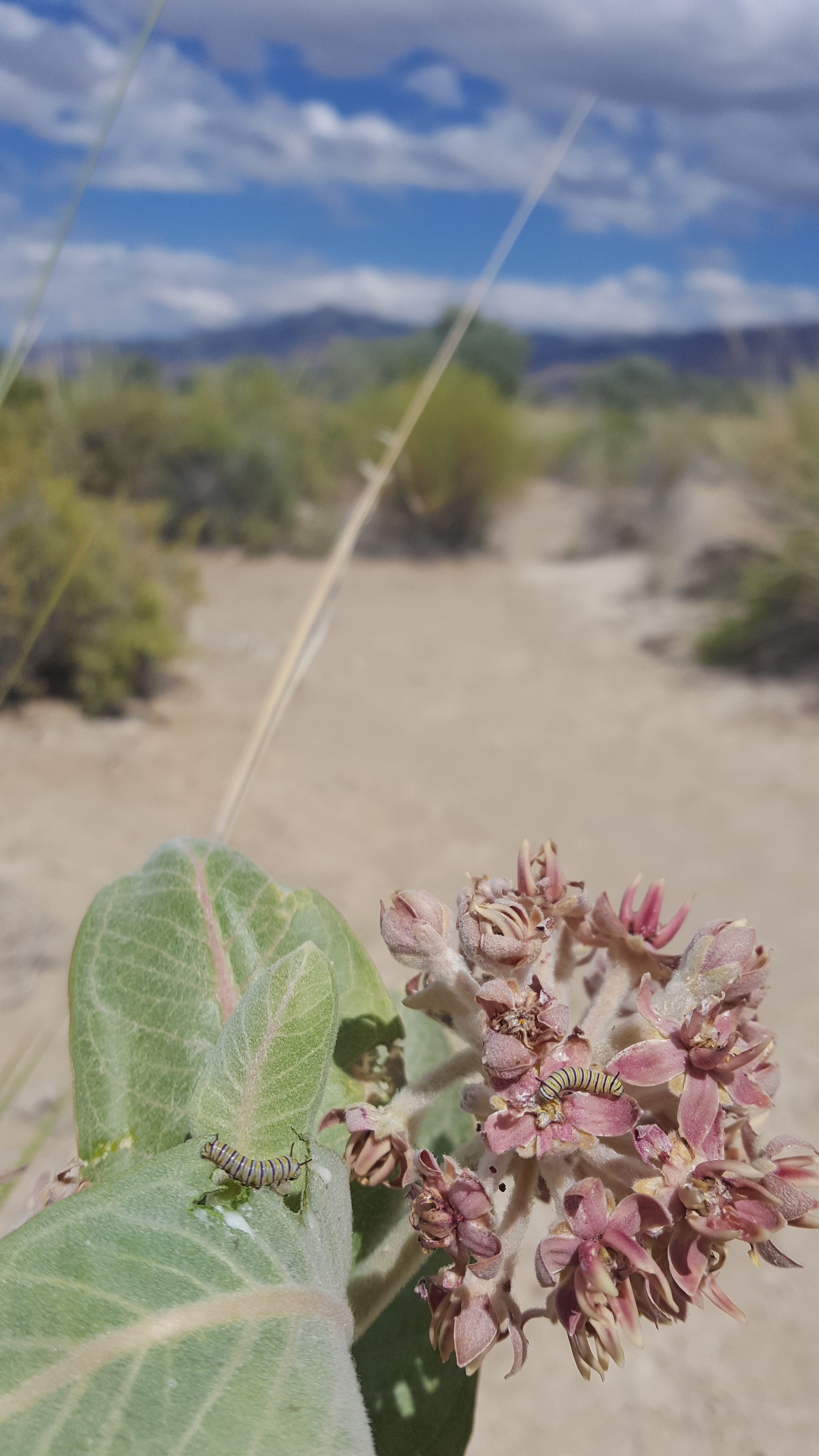 Monarch larvae crawl on the pink blooms of a showy milkweed, with an arid landscape in the background.
