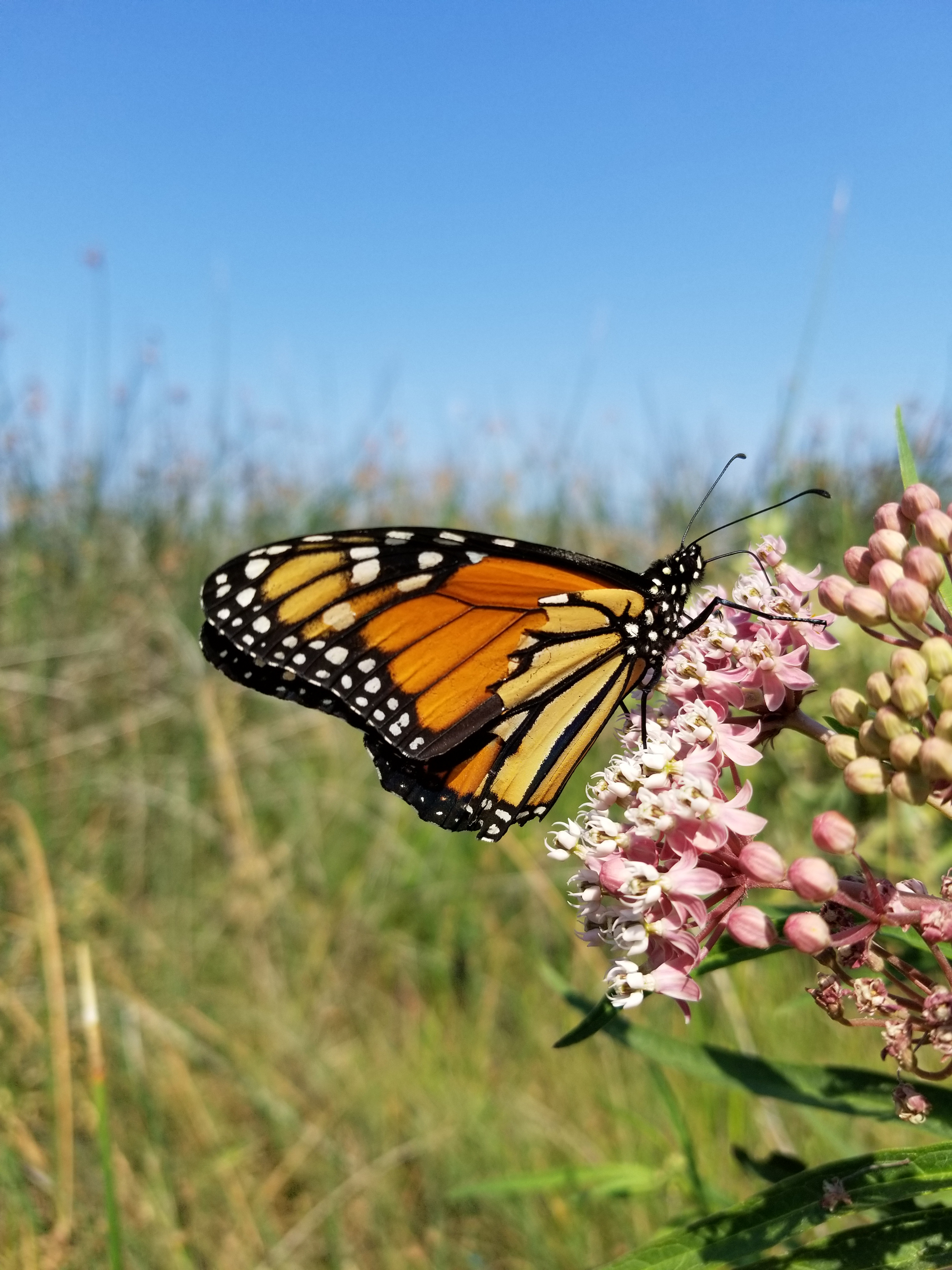 An orange monarch with a partially torn wing clutches a bright pink cluster of milkweed flowers, with an arid landscape and blue sky in the background.