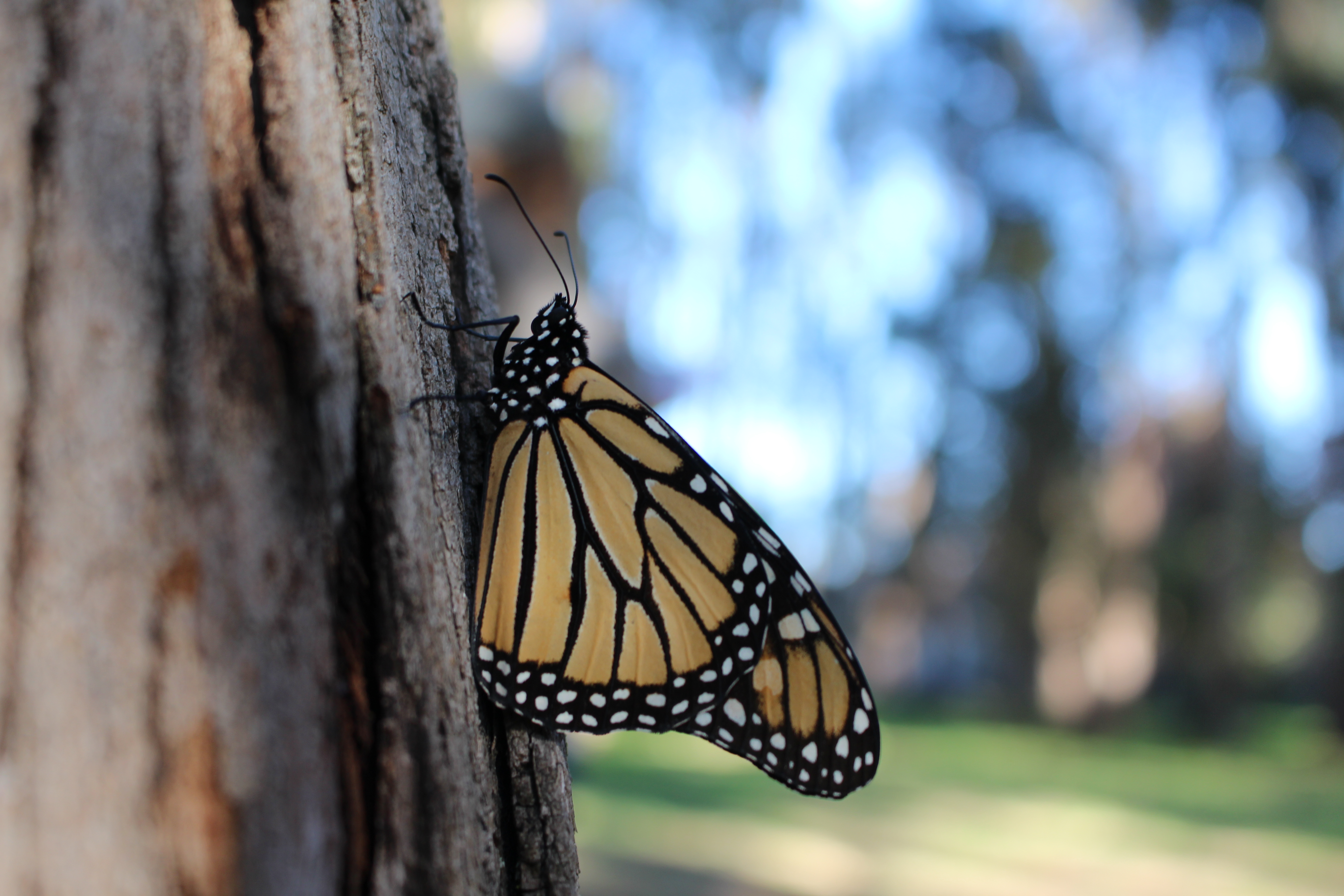 A monarch with closed wings clings to the trunk of a tree in this dimly-lit scene.