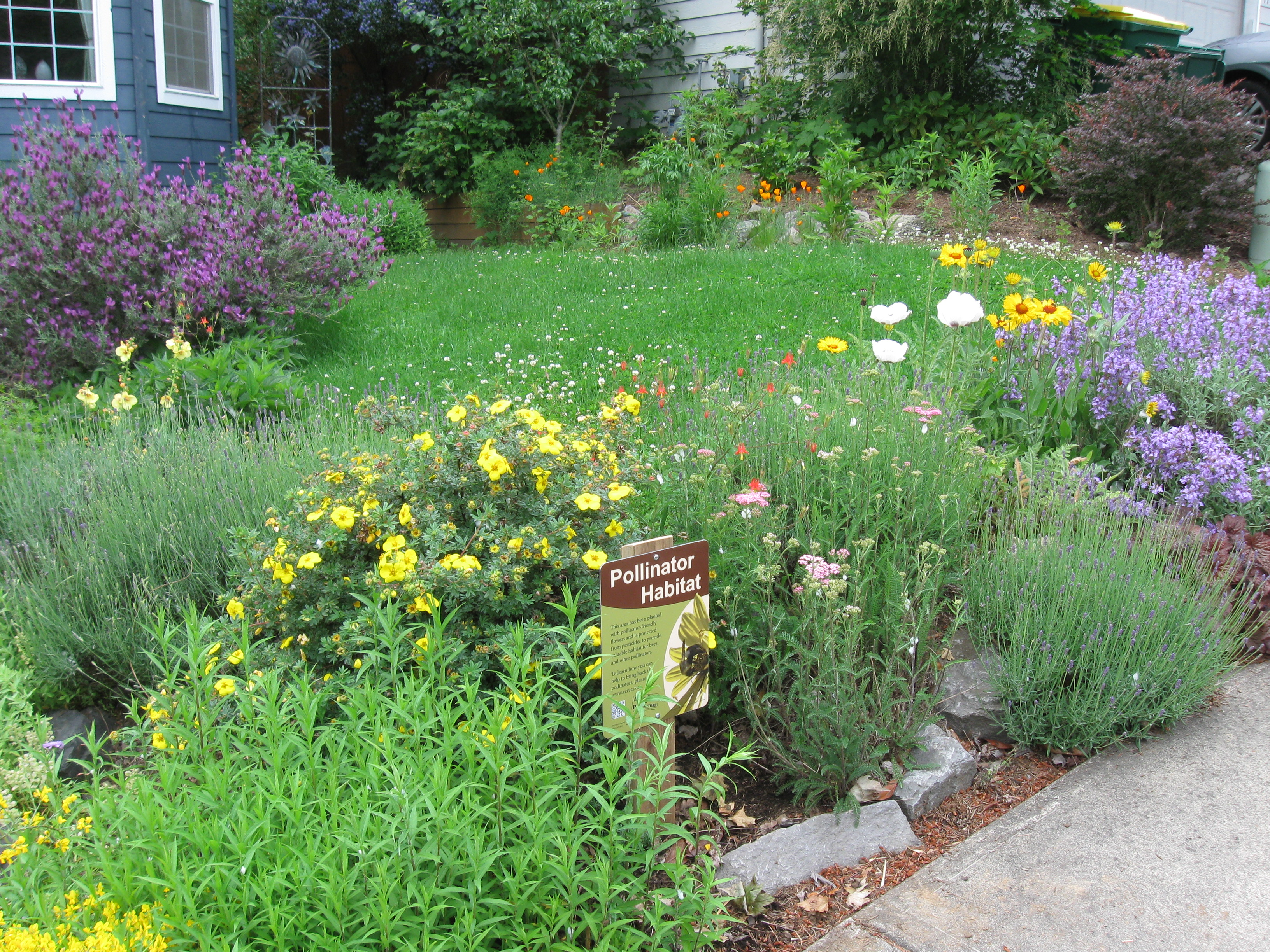 A pollinator habitat sign standing among an abundance of flowers in a suburban front yard.