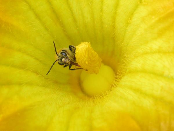 squash bee