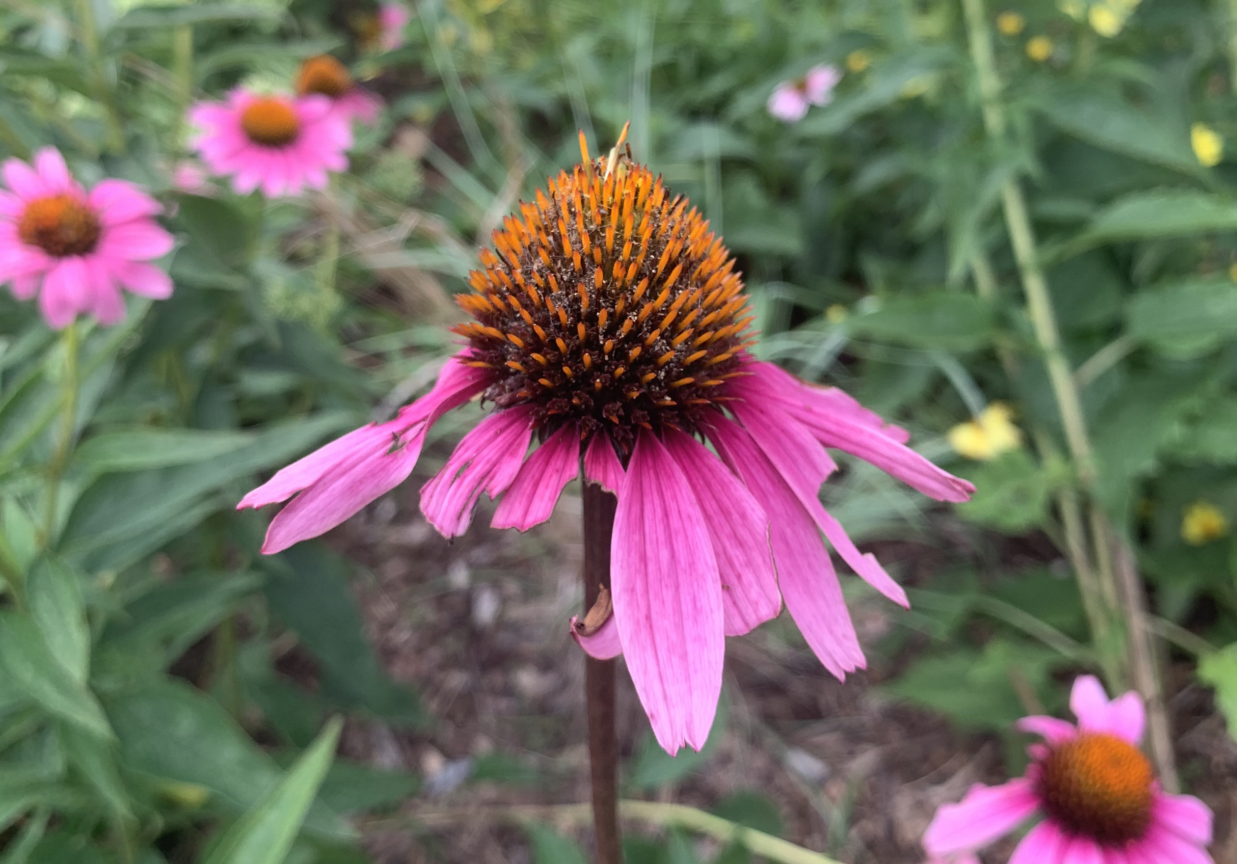 A purple coneflower. The central mound of orange bracts is misshapen due to caterpillar damage.