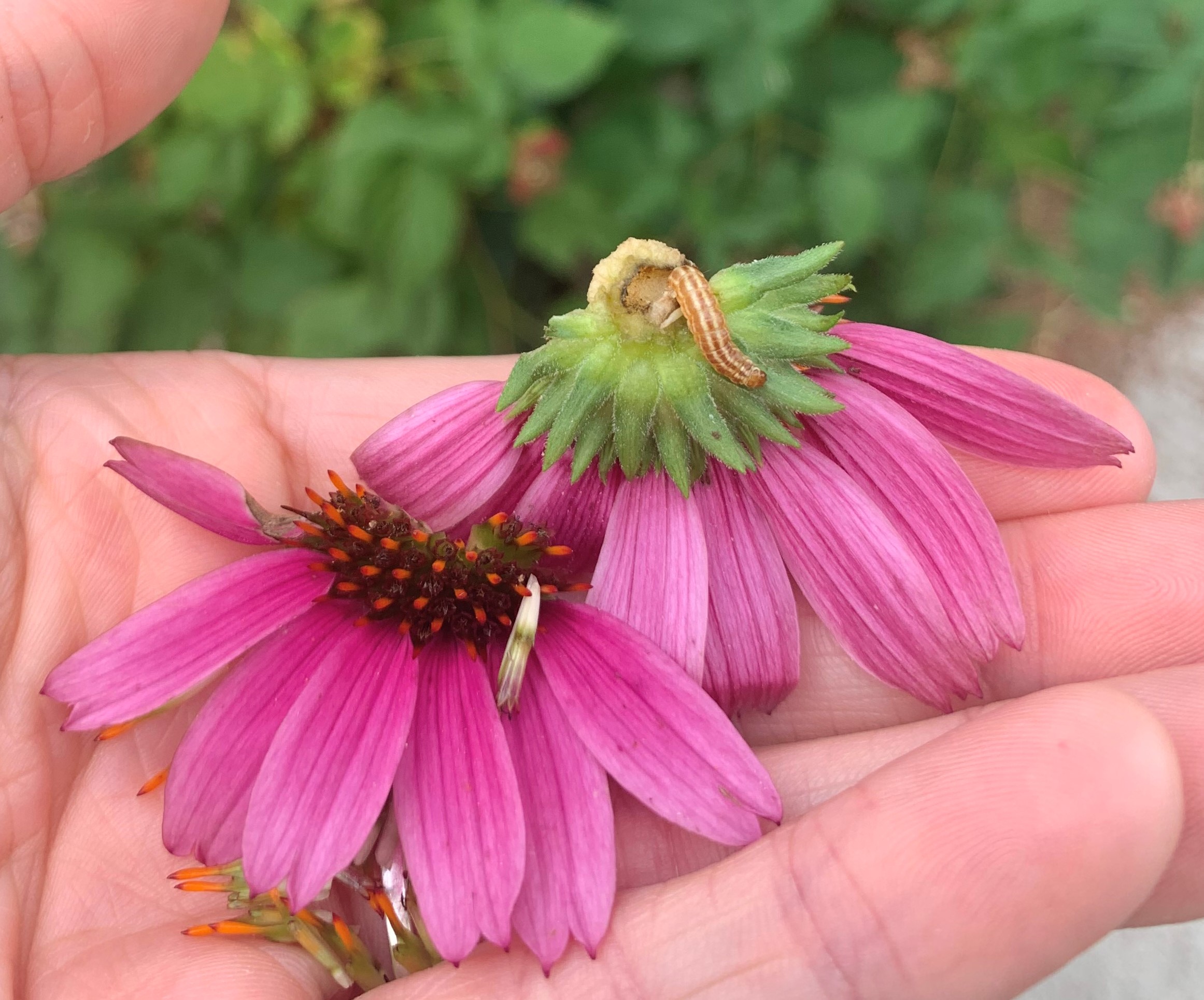 This flower head of purple coneflower has been pulled apart to reveal a brown-and-white striped caterpillar than was feeding inside.