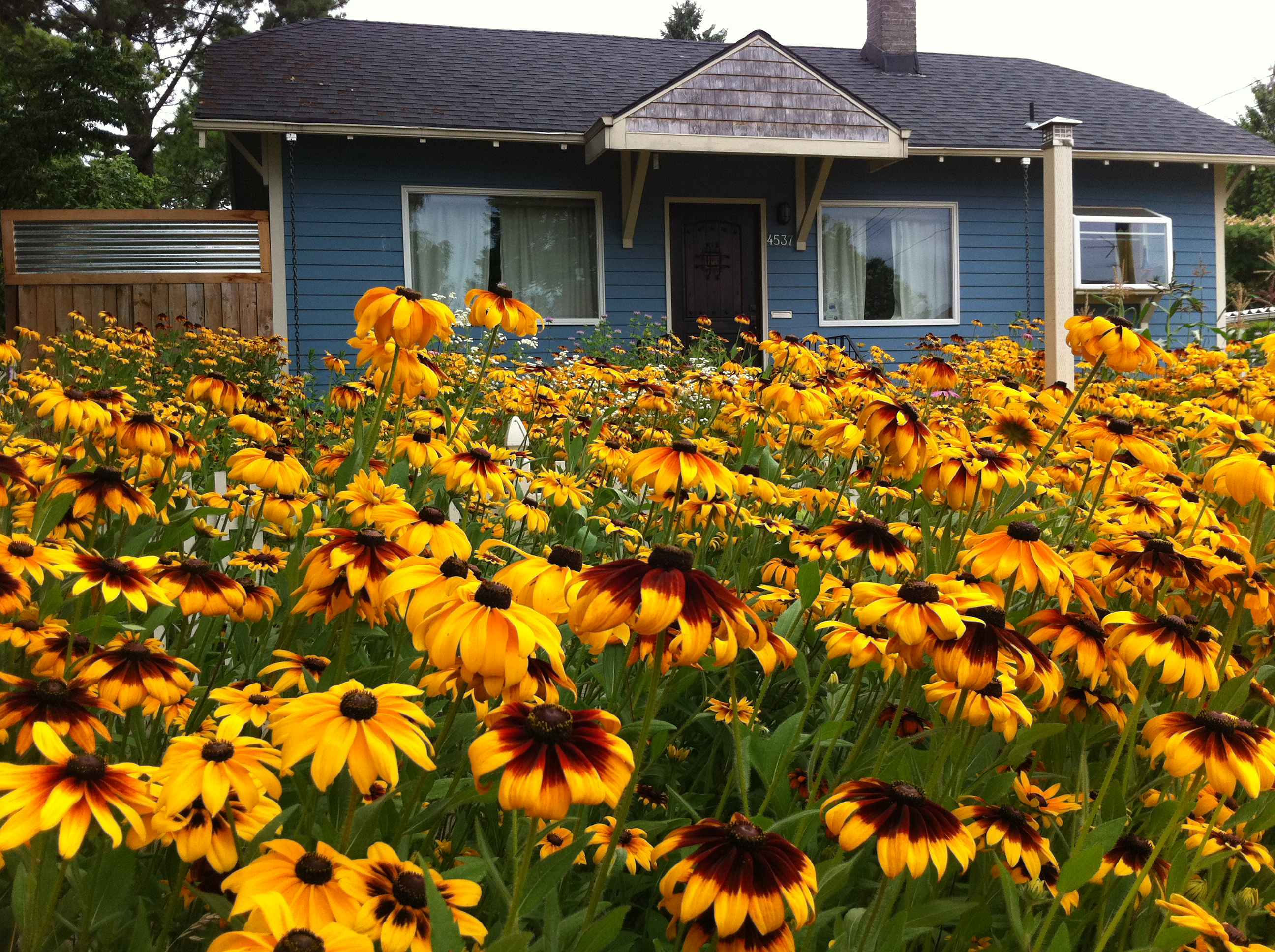 A mass of yellow coneflowers fill the front garden of this house. The color contrasts with the blue walls.