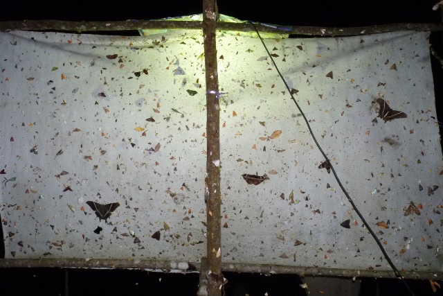 A back-lit sheet can be an effective tool for observing a wide-range of night flying insects. Photo: Alessandro Giusti / nhm.ac.uk