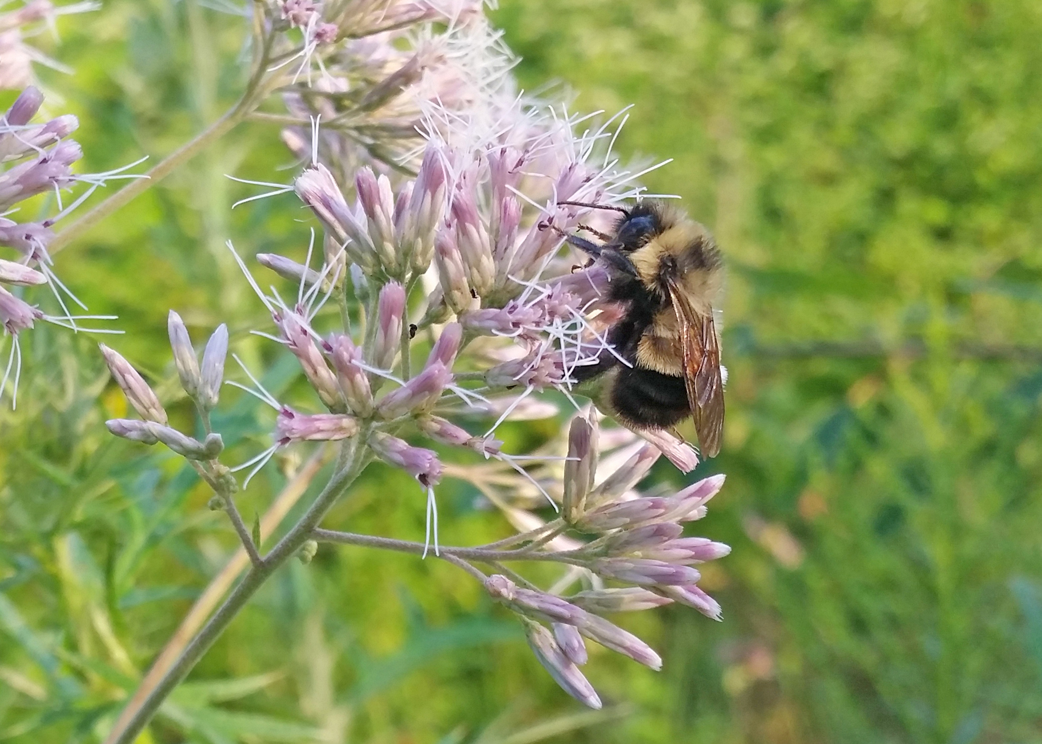 A yellow and black bumble forages on pink flowers