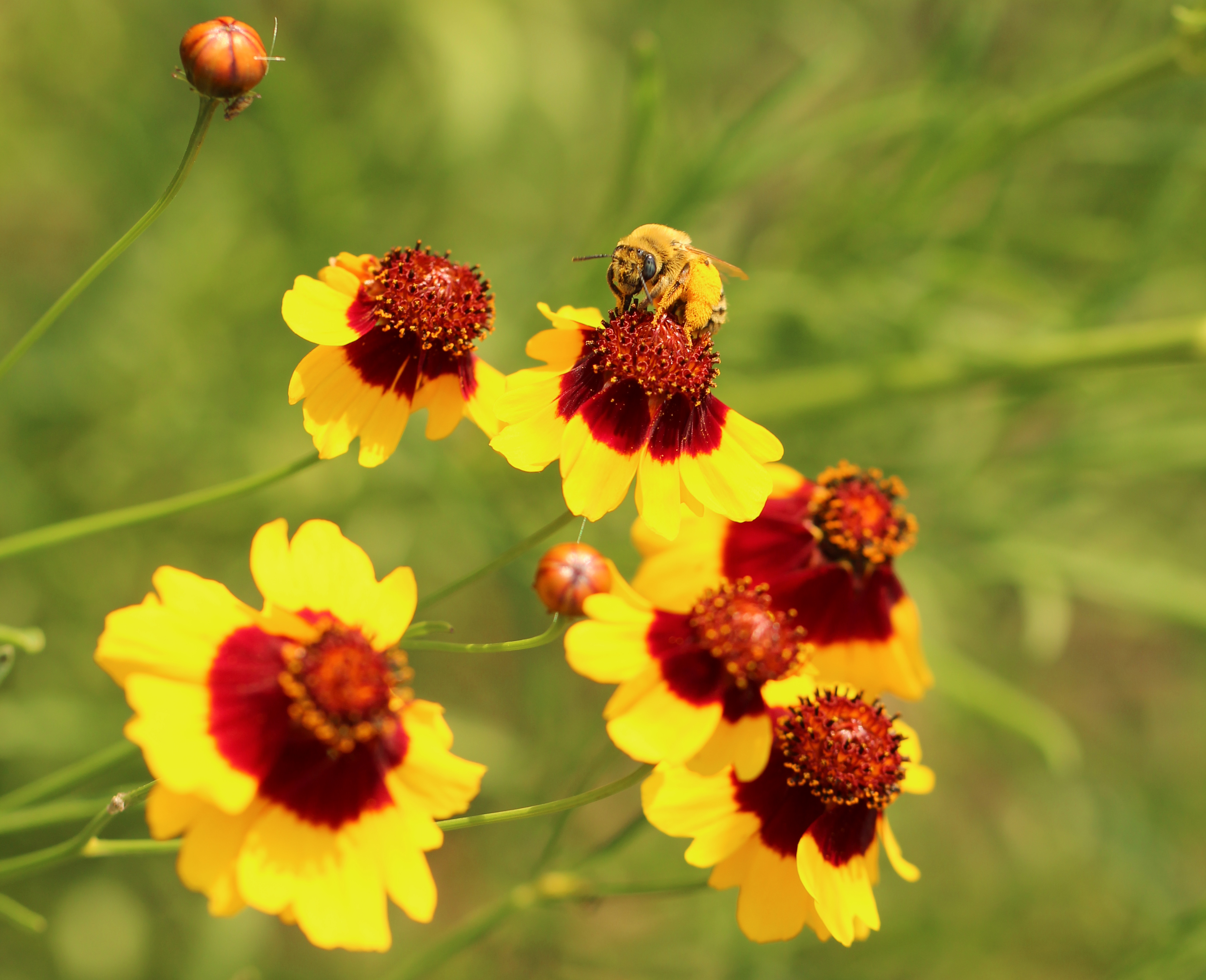 Bumble bee collecting pollen from a bright yellow and red plains coreopsis.