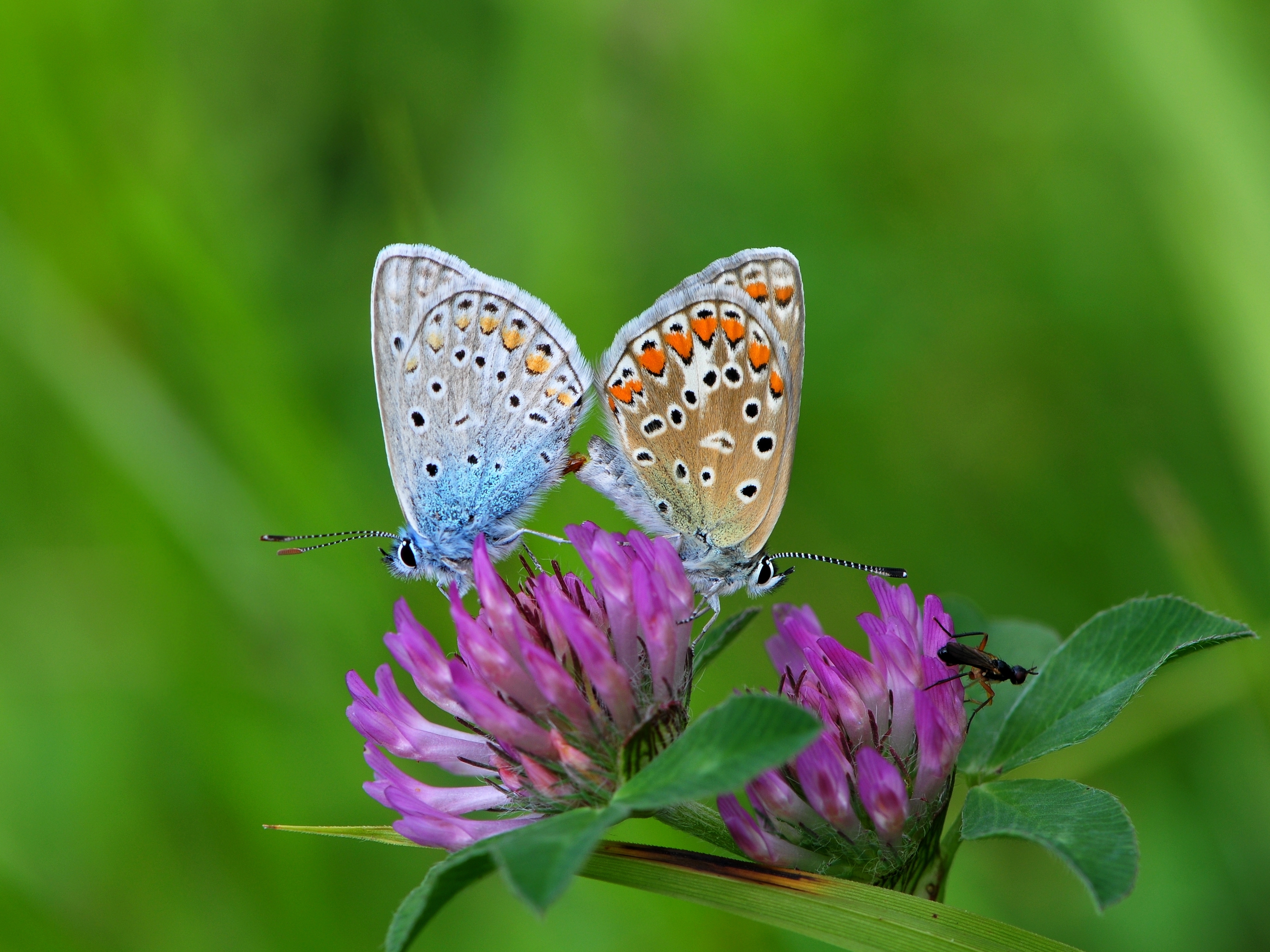 Two bright blue butterflies with spots and some small, reddish-orange details on the wings, stand backend-to-backend, mating. They are on a purple clover blossom, and the background is a rich green color.