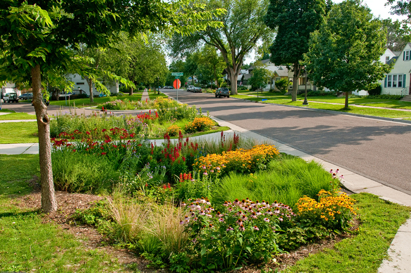 rain garden