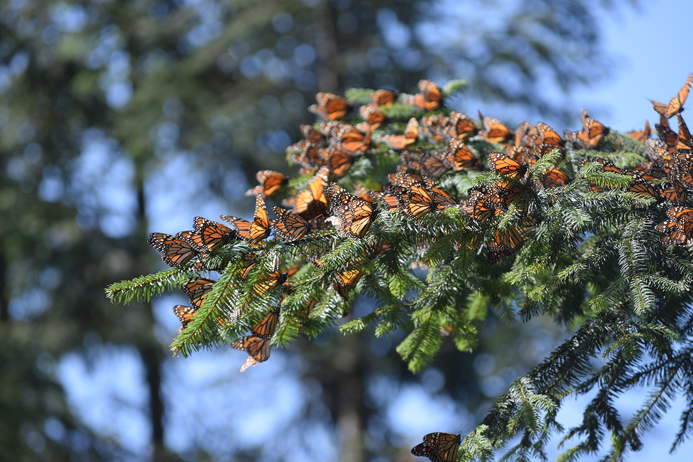 Monarchs cluster on an evergreen tree branch.